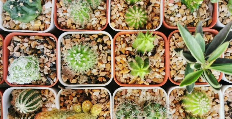 Petites plantes Jardiland