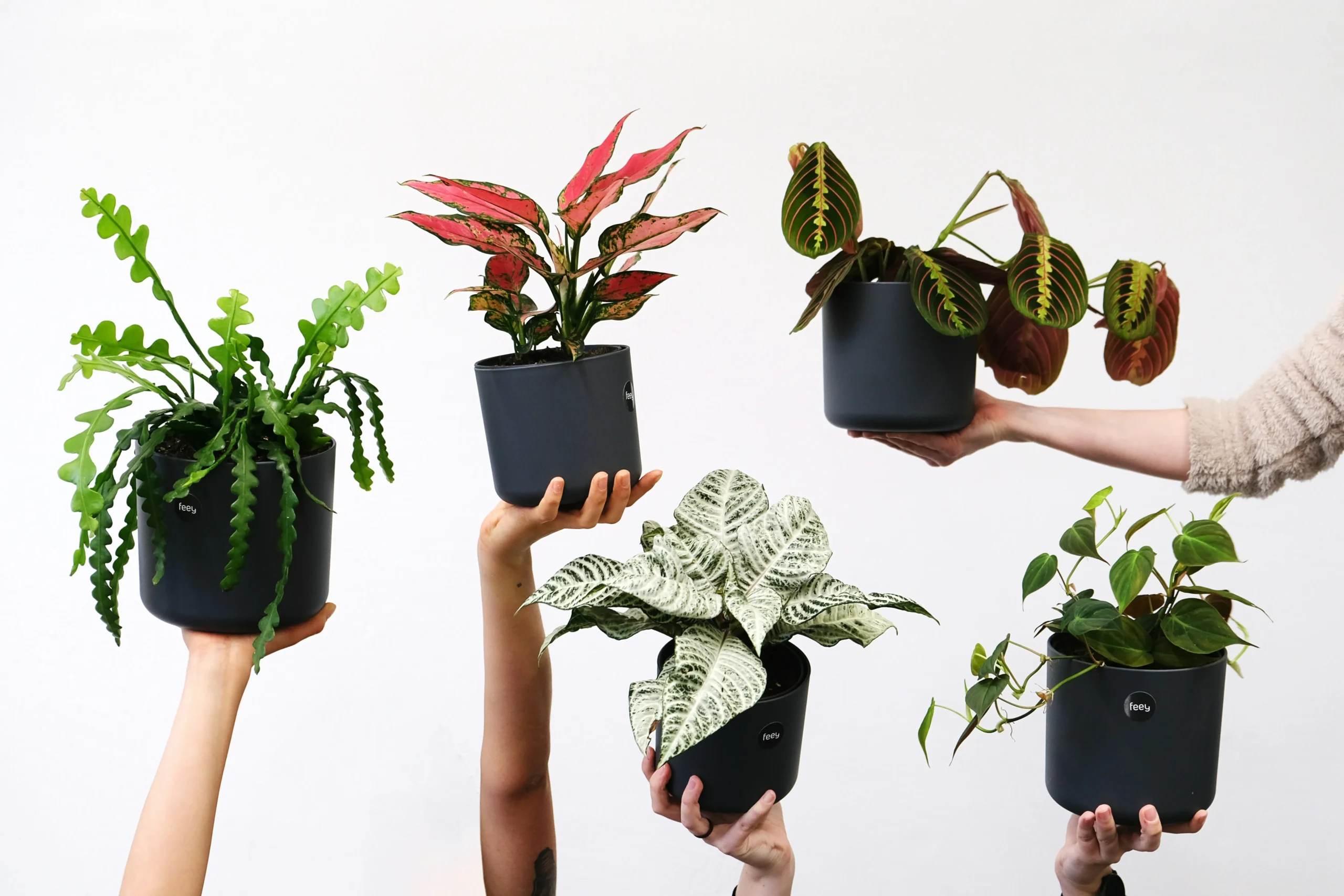 Plante d'intérieur apaisante en pleine lumière