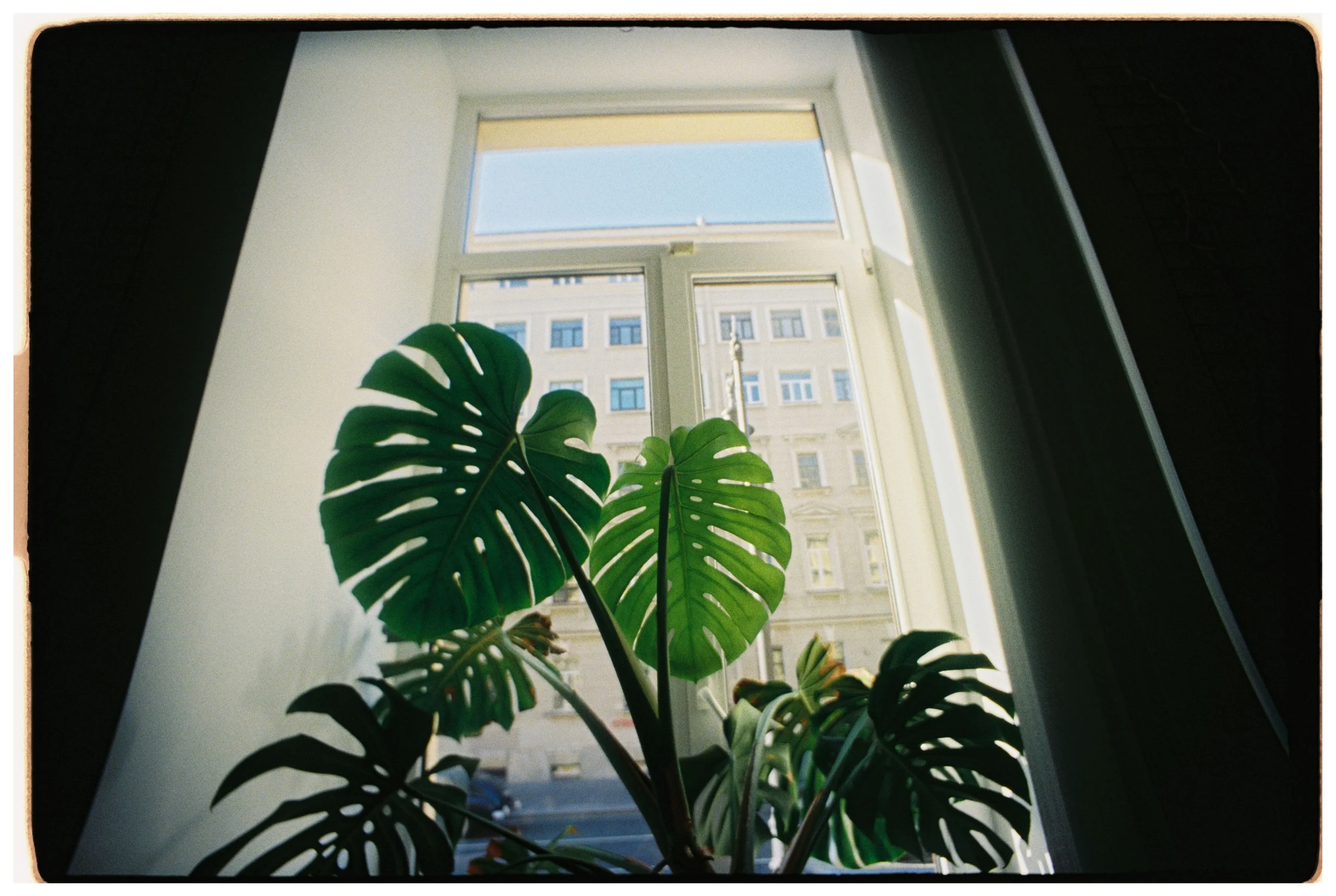 Angle jungle avec un monstera et des plantes basses dans un salon lumineux