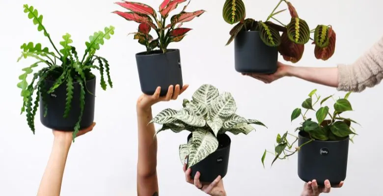 Calming indoor plant