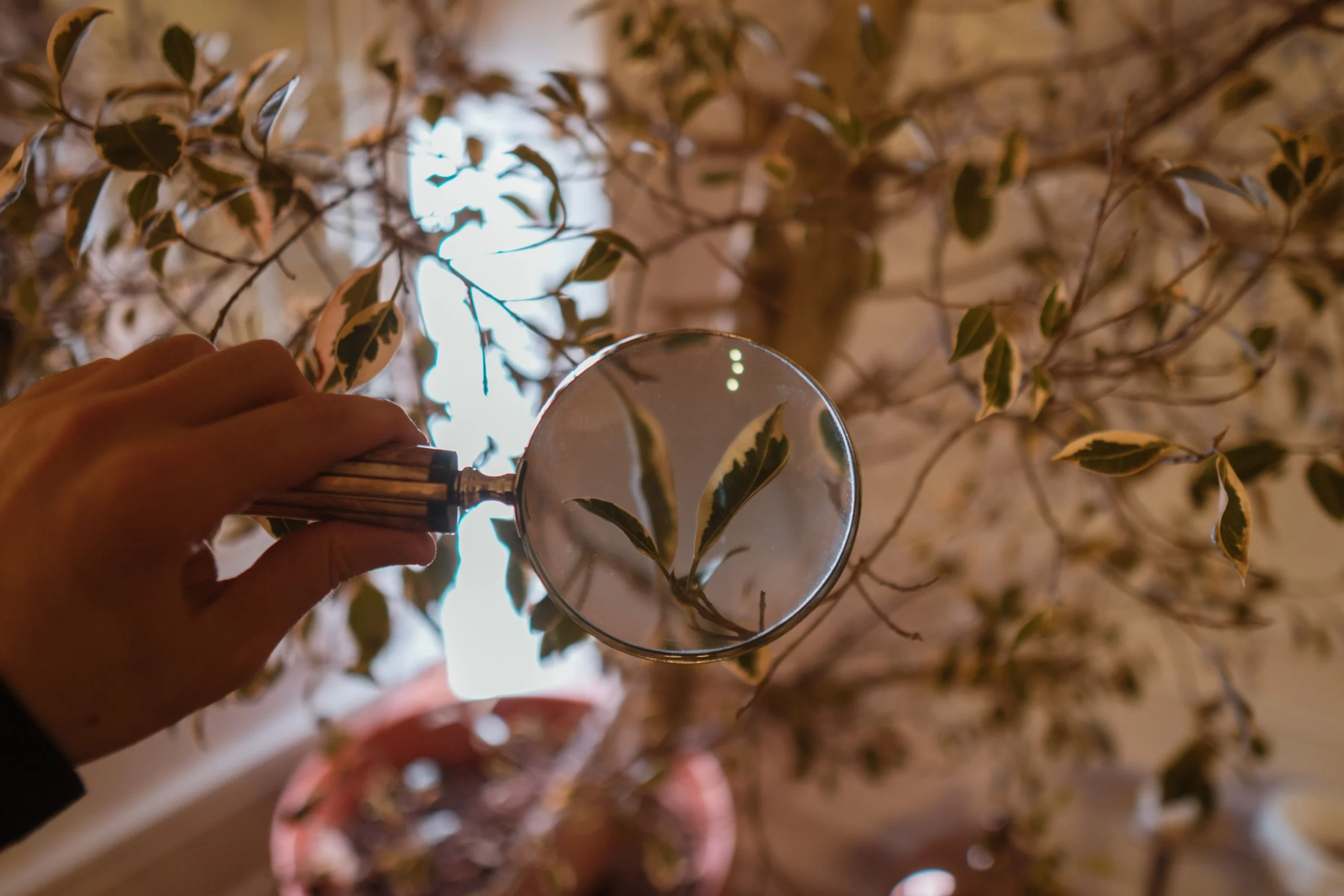 Premiers signes de maladie plantes d'intérieur