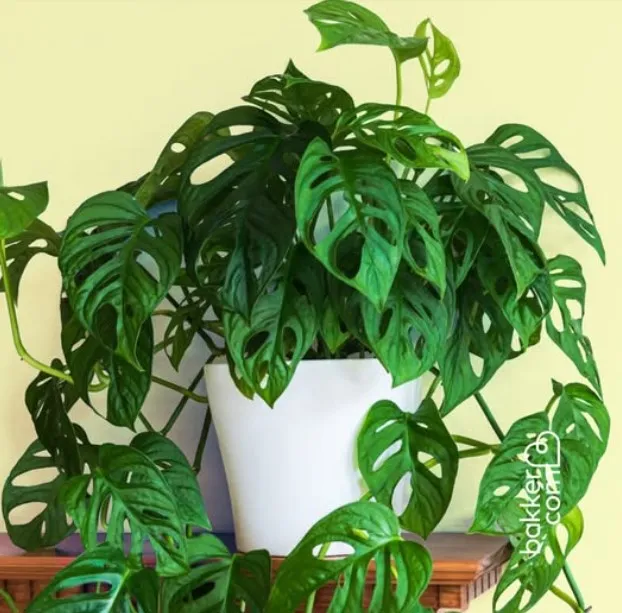 Plante livrée par Bakker — qualité irréprochable