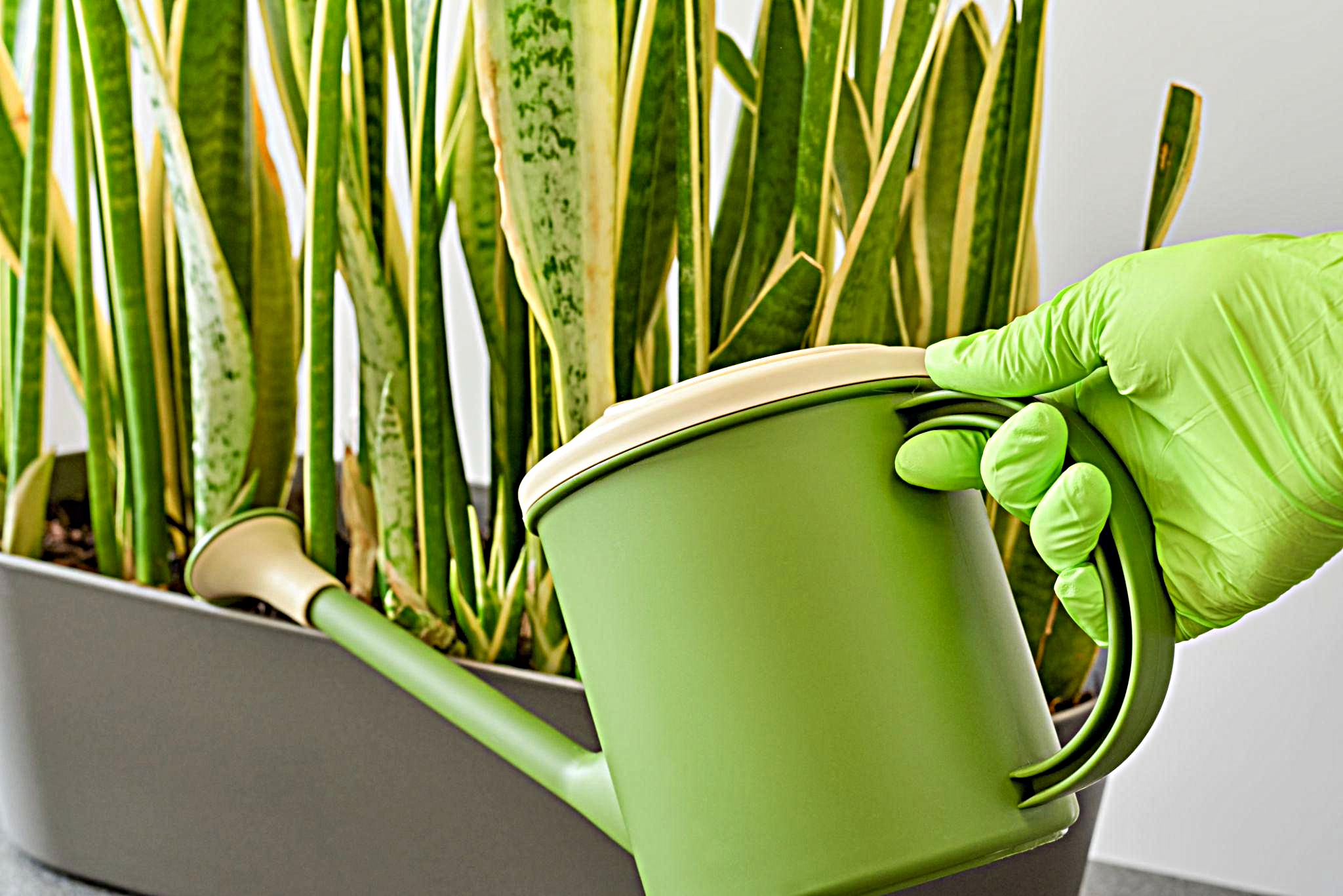 Arrosage précis avec un arrosoir à bec long pour plantes d'intérieur
