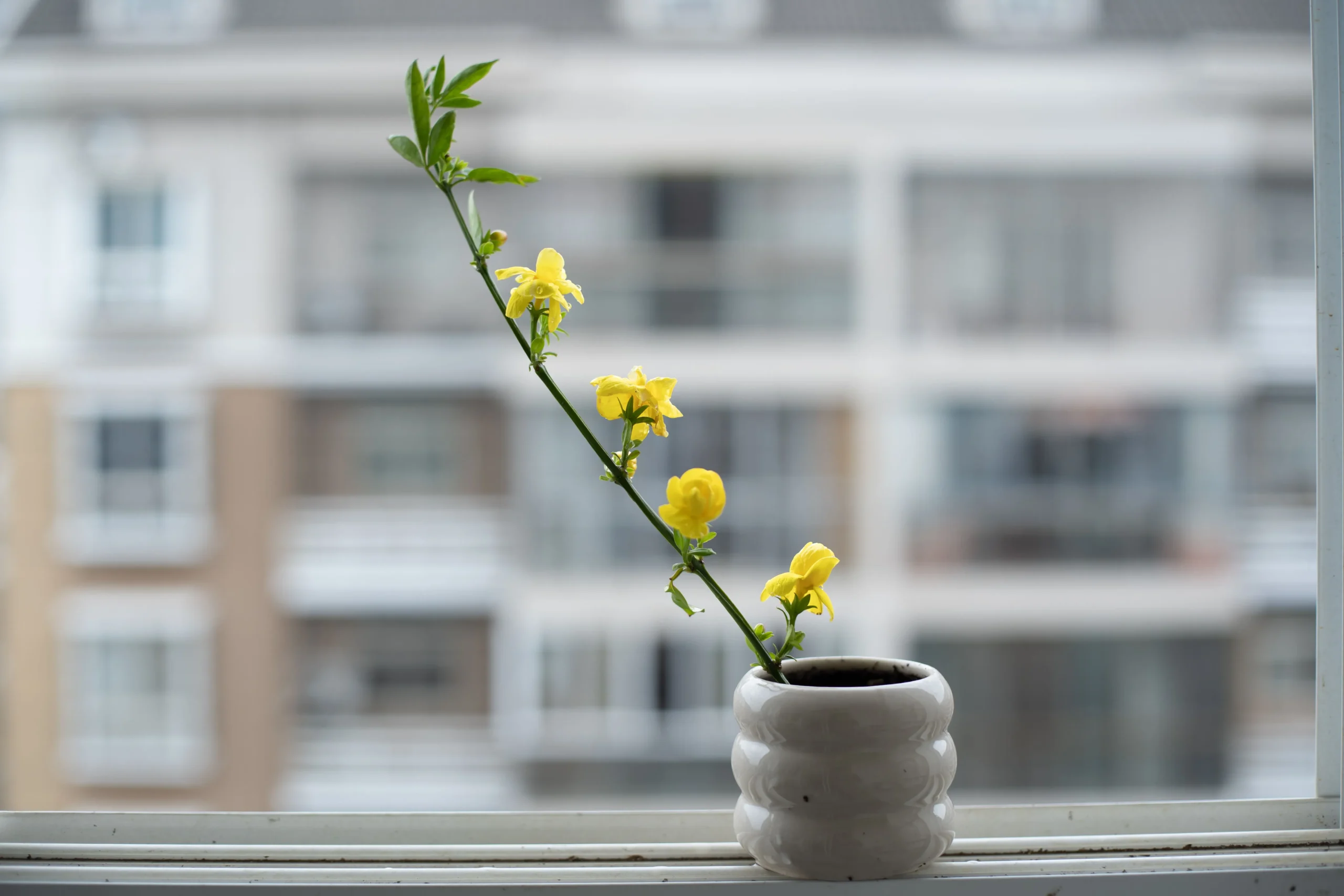Collection de plantes d'intérieur suivie avec une application