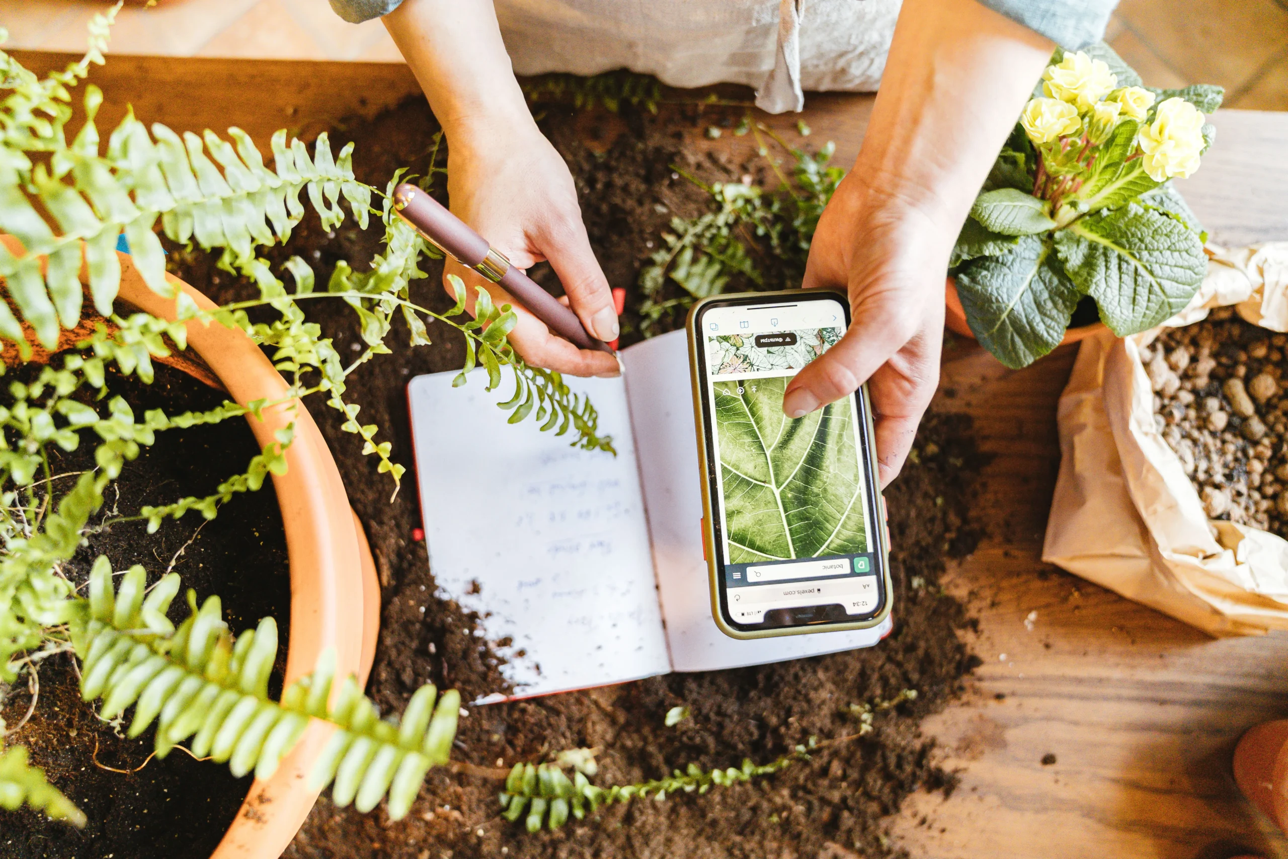 Application de plantes sur smartphone avec plantes d'intérieur