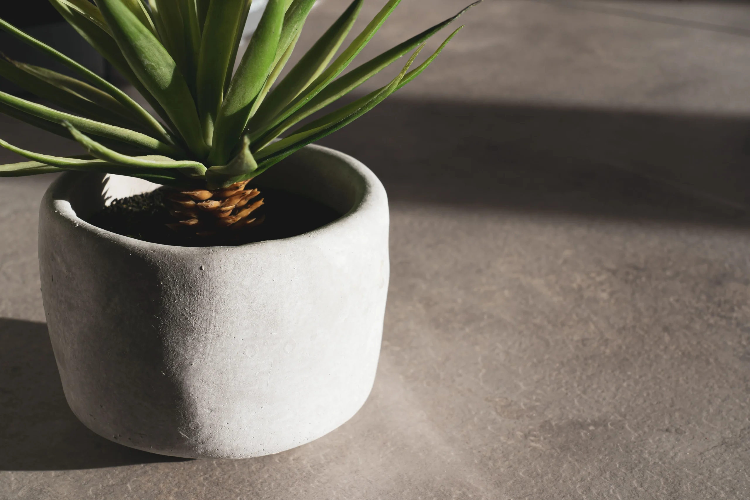 Concrete planter for indoor plants