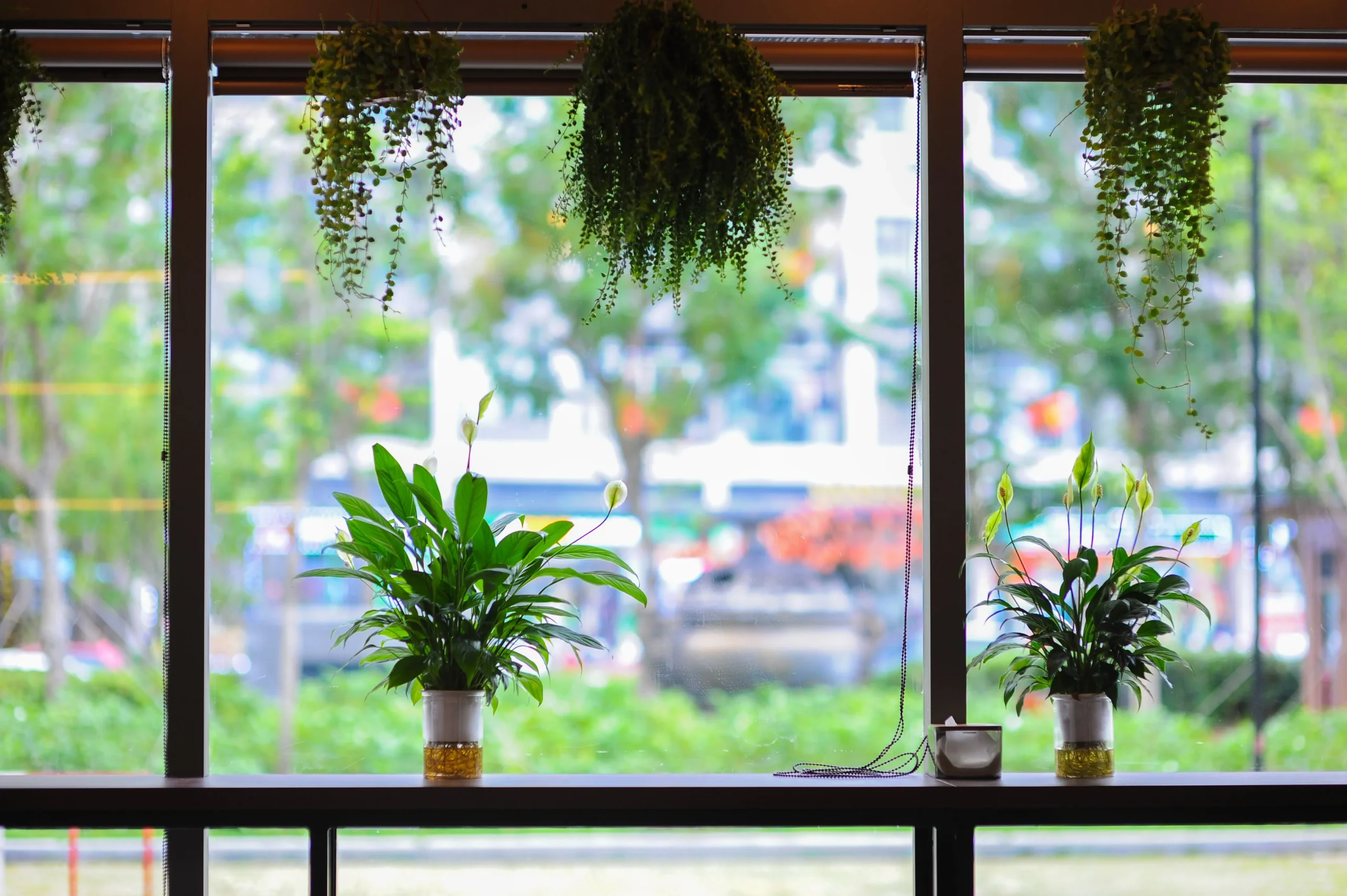 Plantes disposées sur un large appui de fenêtre, lumière naturelle