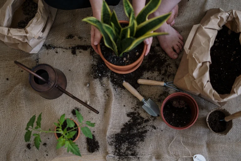 Outils et Accessoires pour Plantes d&rsquo;Intérieur : Top 12 en 2026
