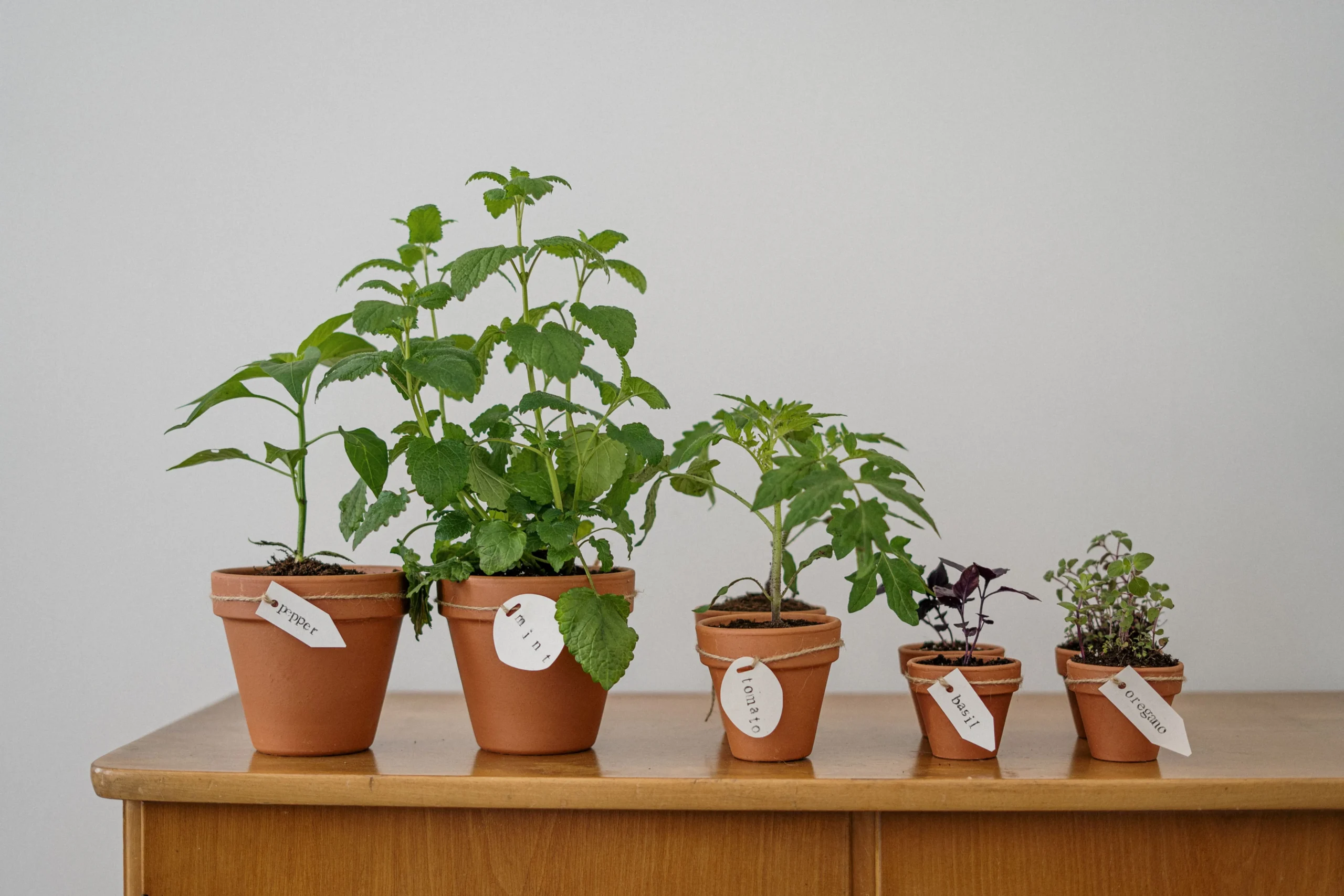 Box Oh My Plant ouverte avec plante et pot design – abonnement plante mensuel