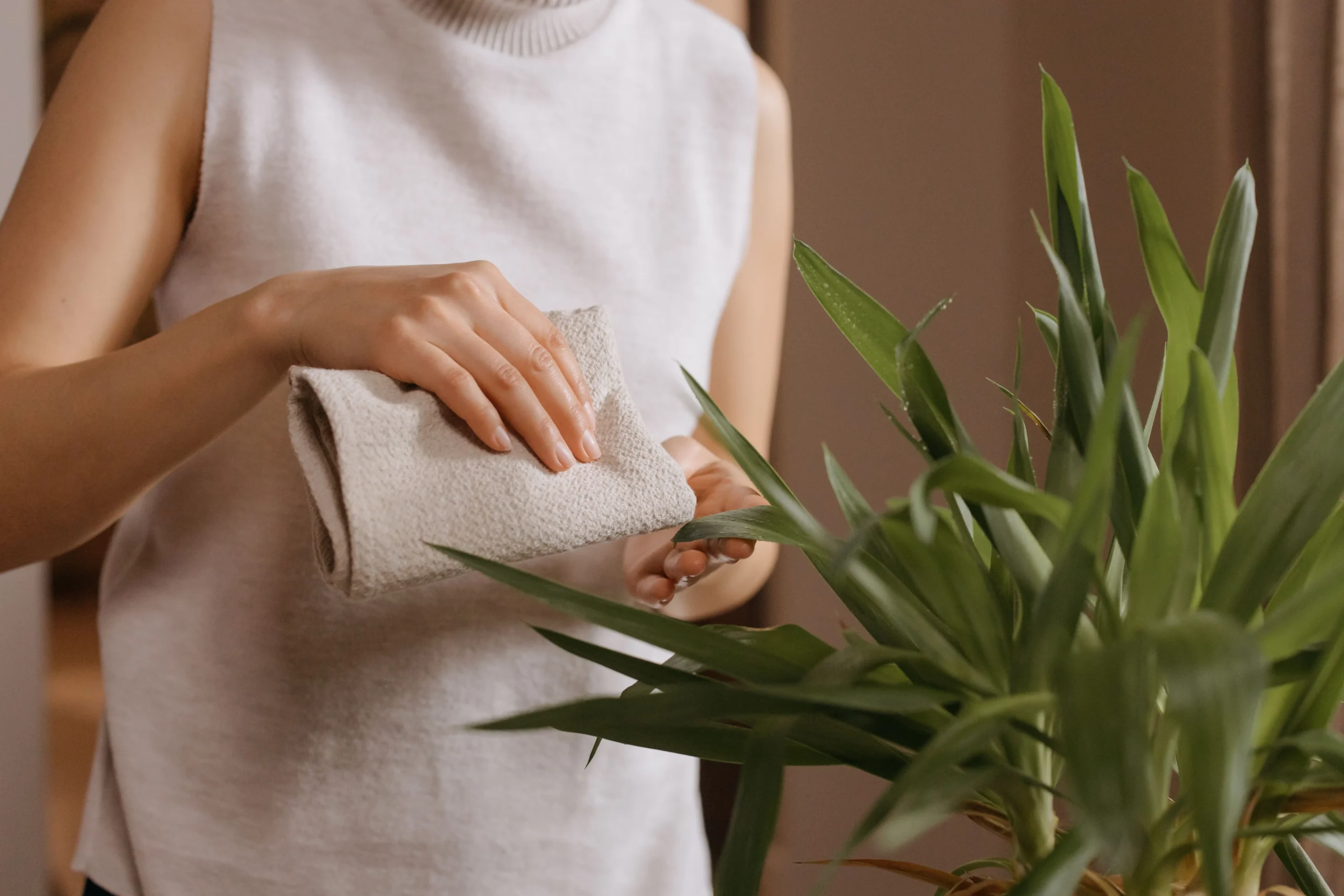 Chlorophytum comosum — plante araignée facile et non toxique