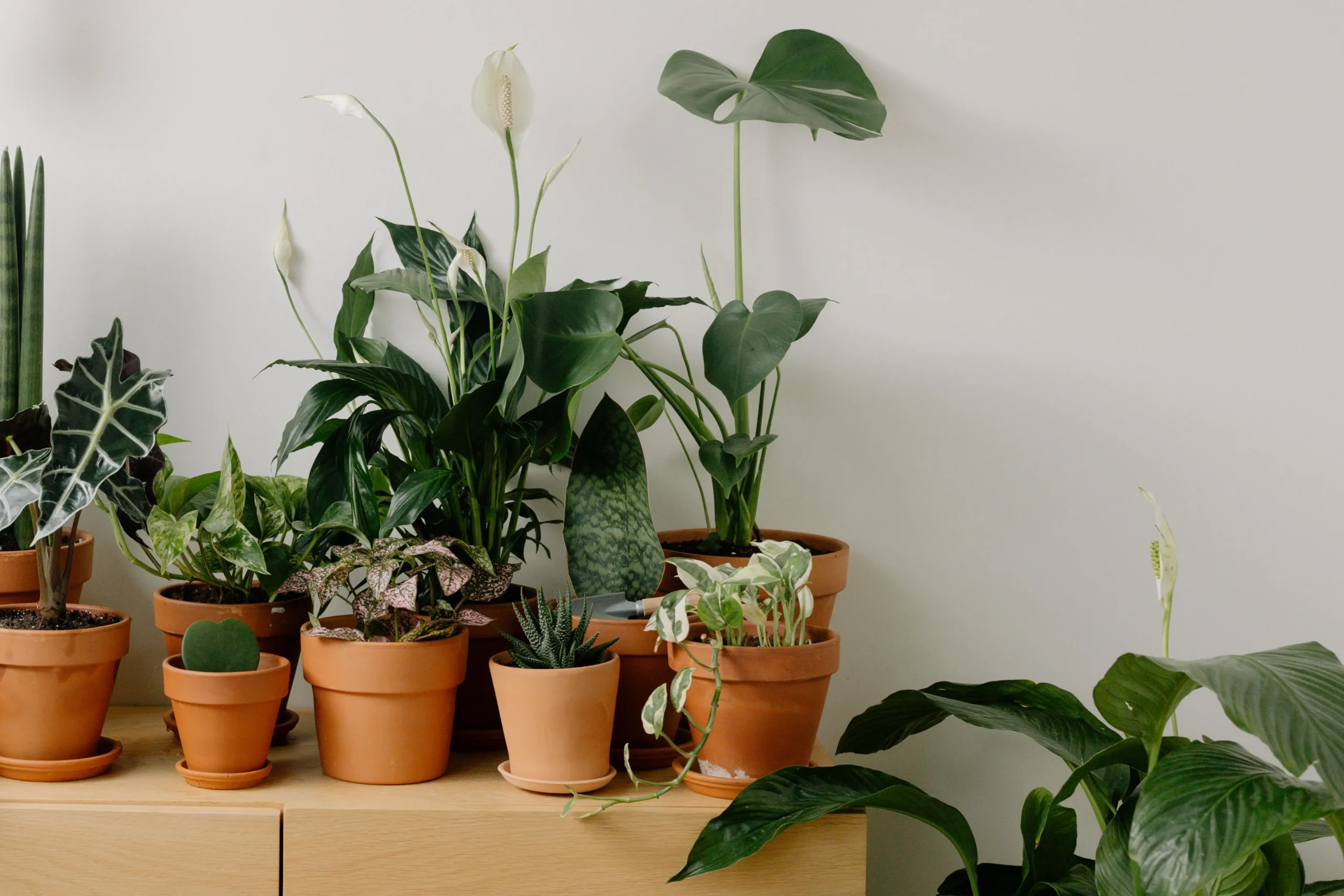 Étagère végétale avec pothos retombants et succulentes