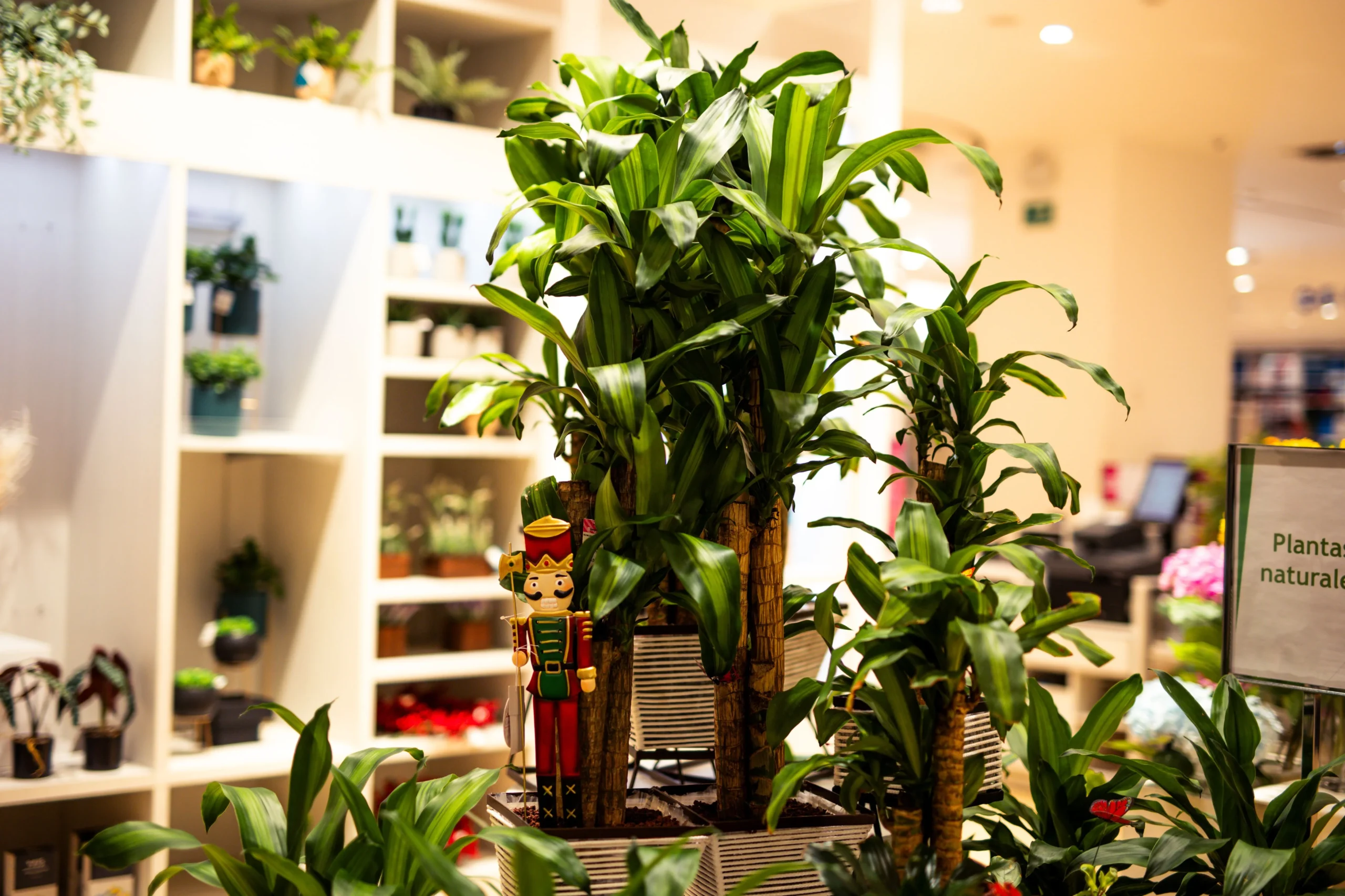 Plante livrée par Bakker dans un pot blanc design
