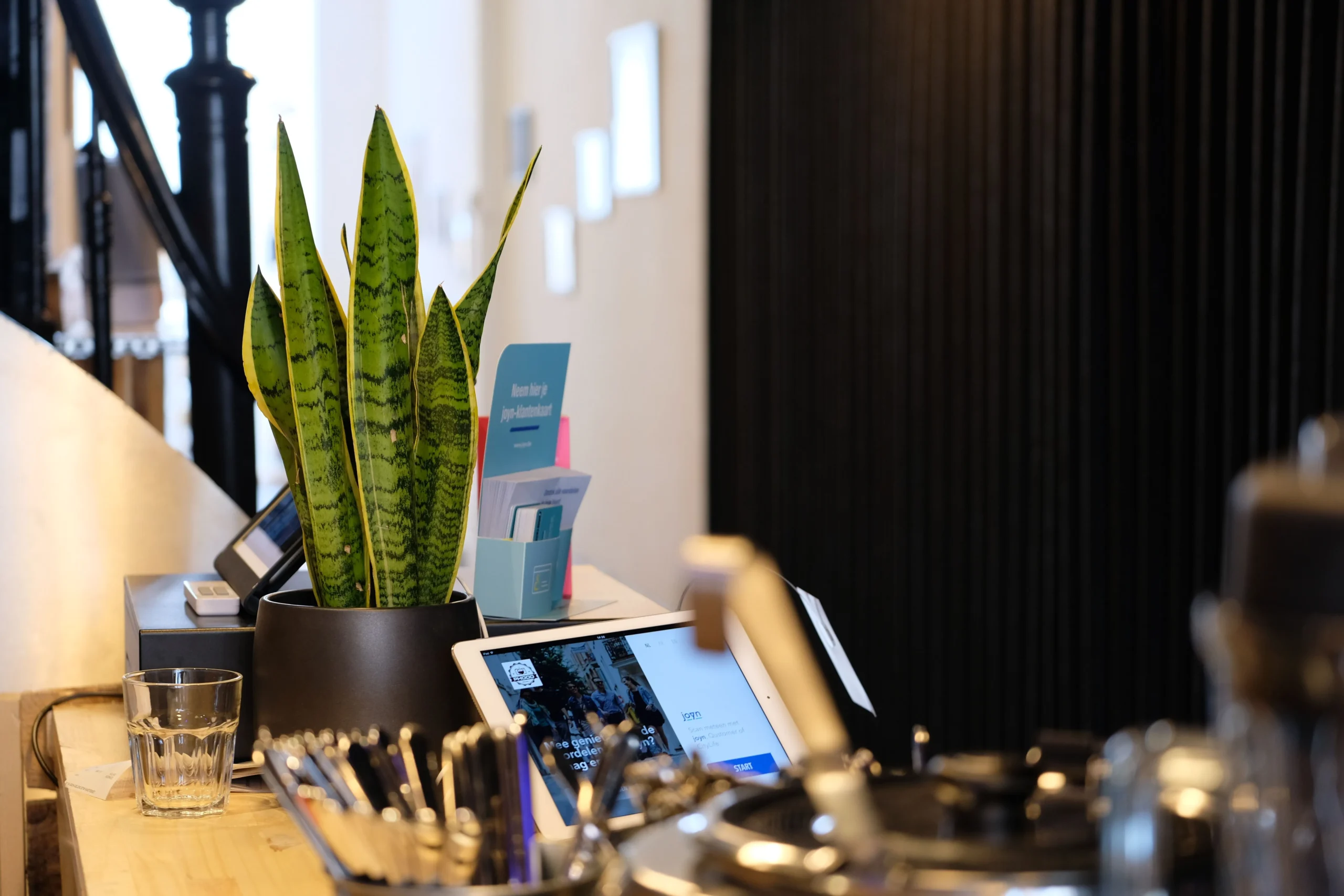 Plante de bureau Sansevieria