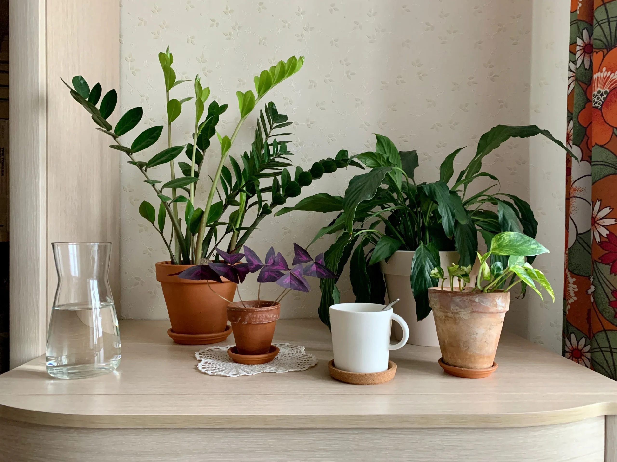 Étagère végétale et corner jungle urbaine appartement