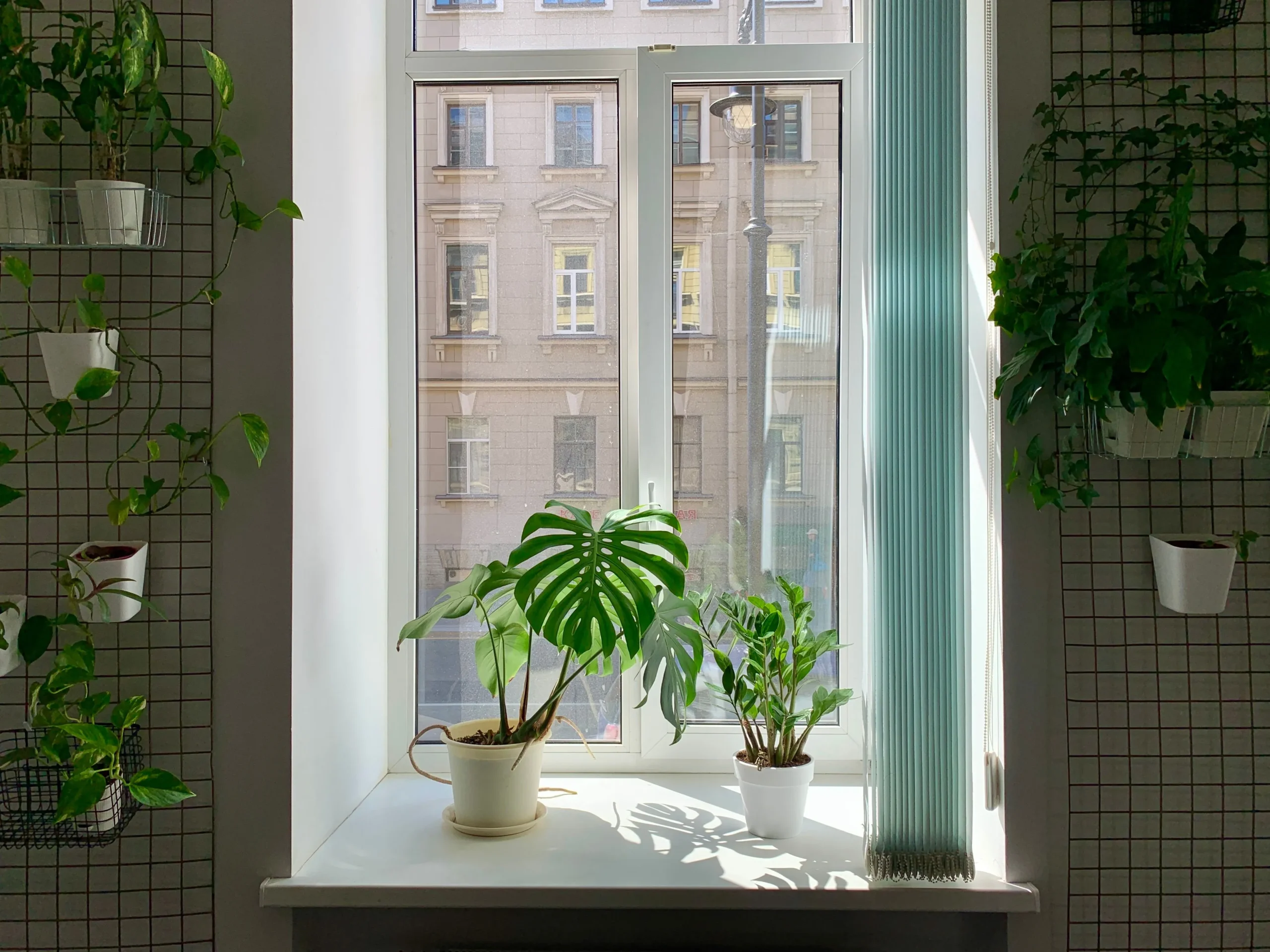 Fenêtre végétale et corridor avec plantes