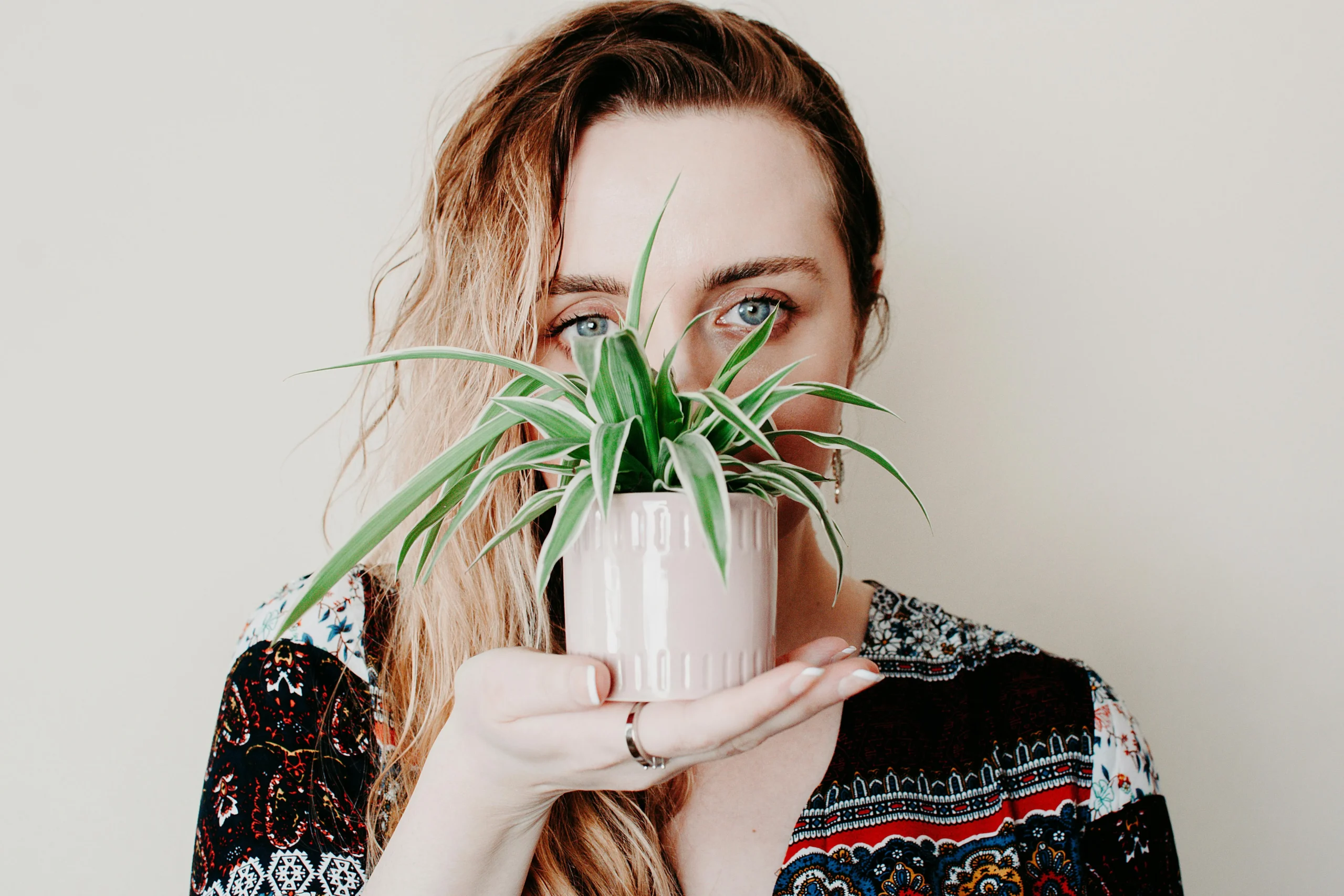 Plante araignée non toxique anti-stress