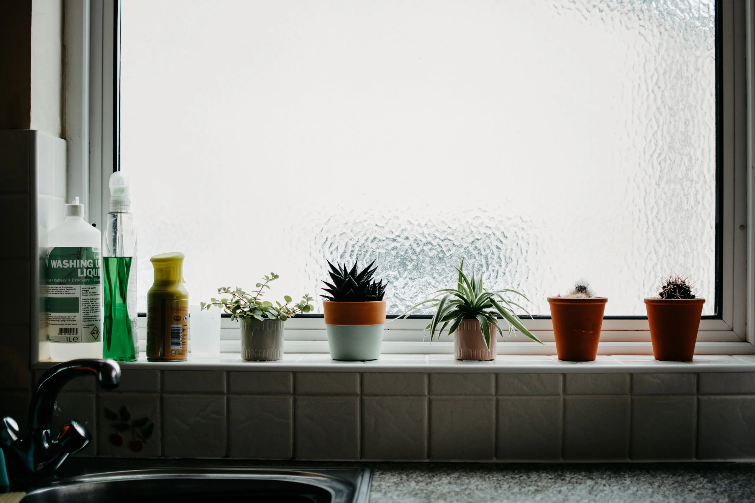 Plantes disposées sur un large appui de fenêtre, lumière naturelle