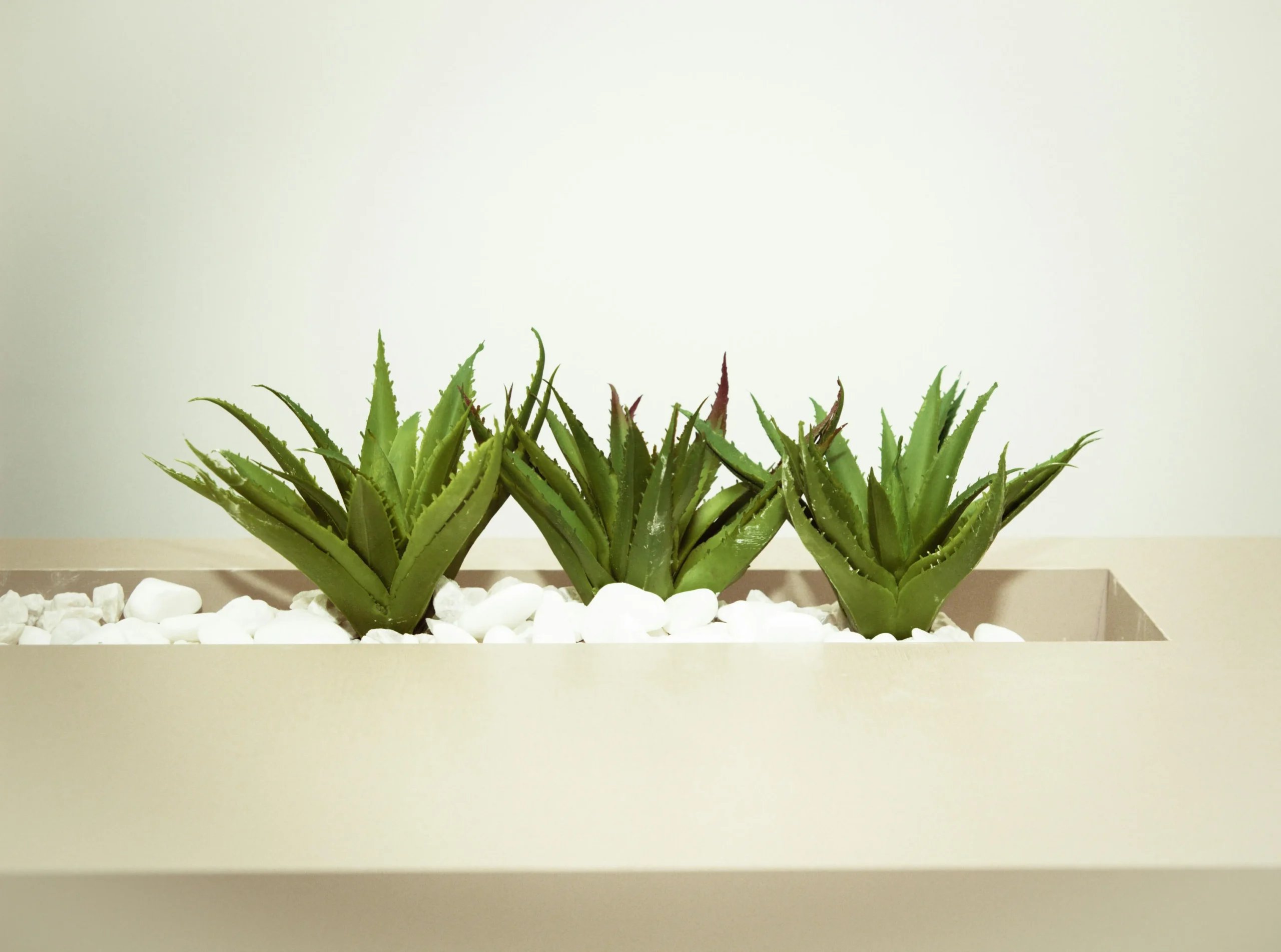 Aloe vera plante bien-être