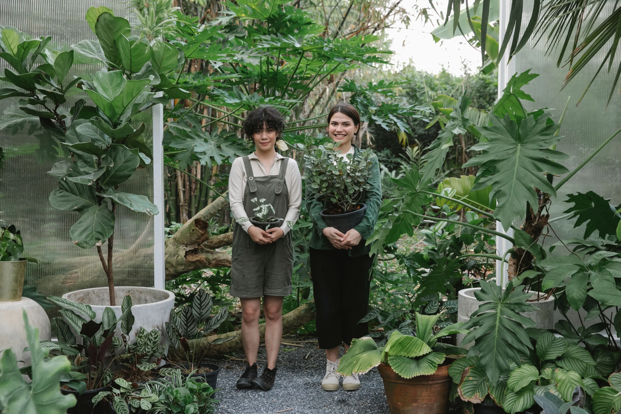 Bloomscape large plant delivery