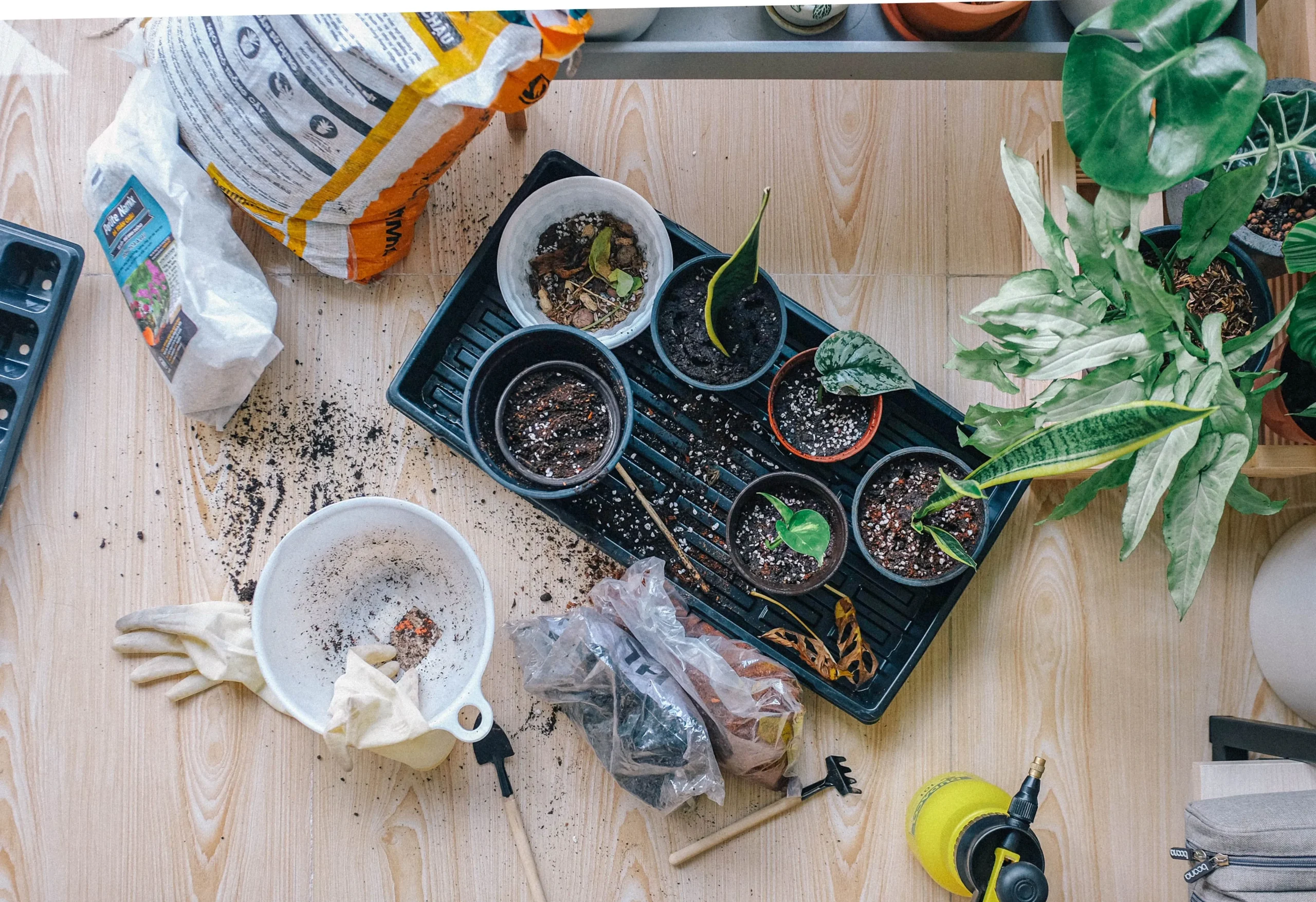 Outils et accessoires pour plantes d'intérieur 2026