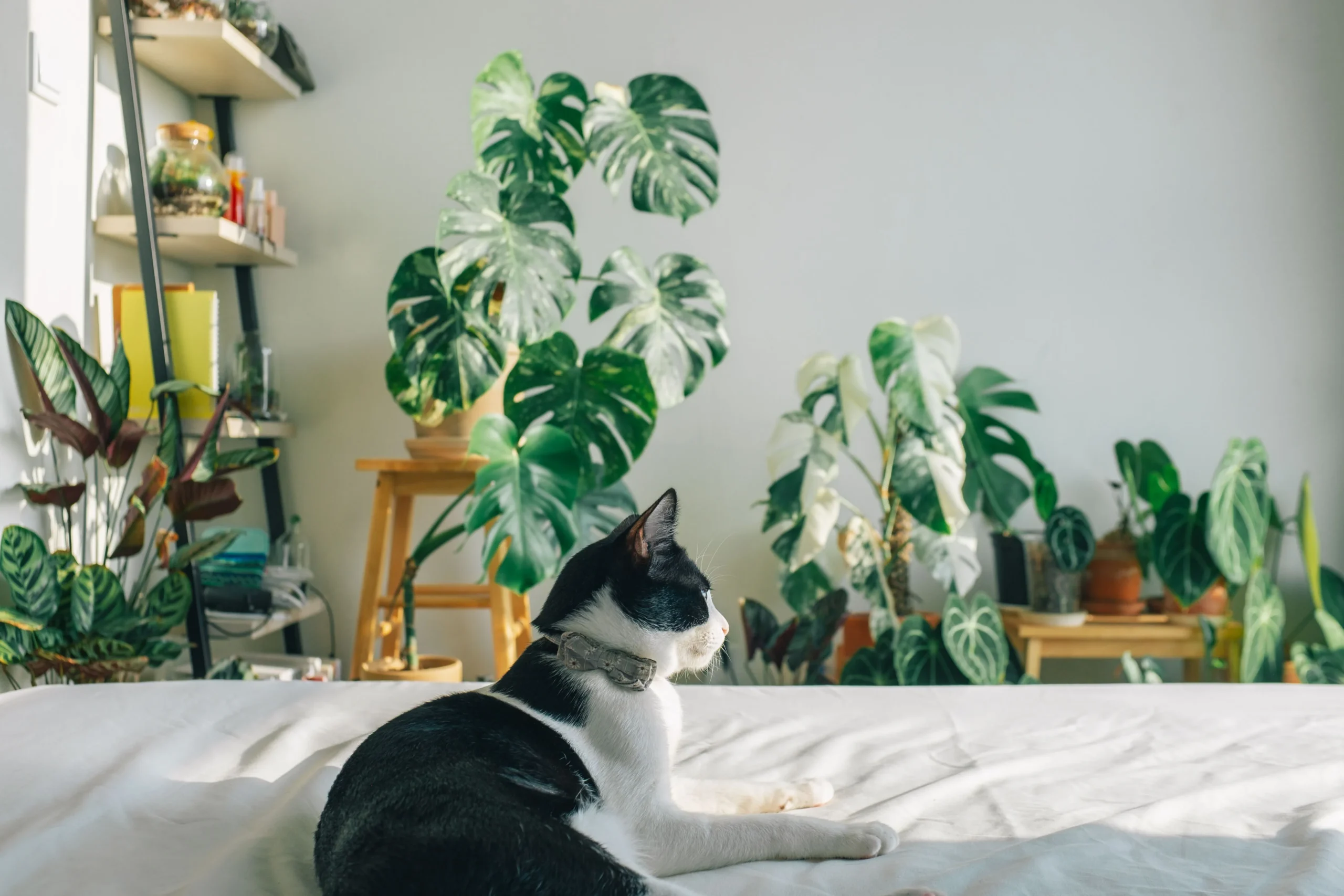 Plant shelf and jungle corner in a modern apartment