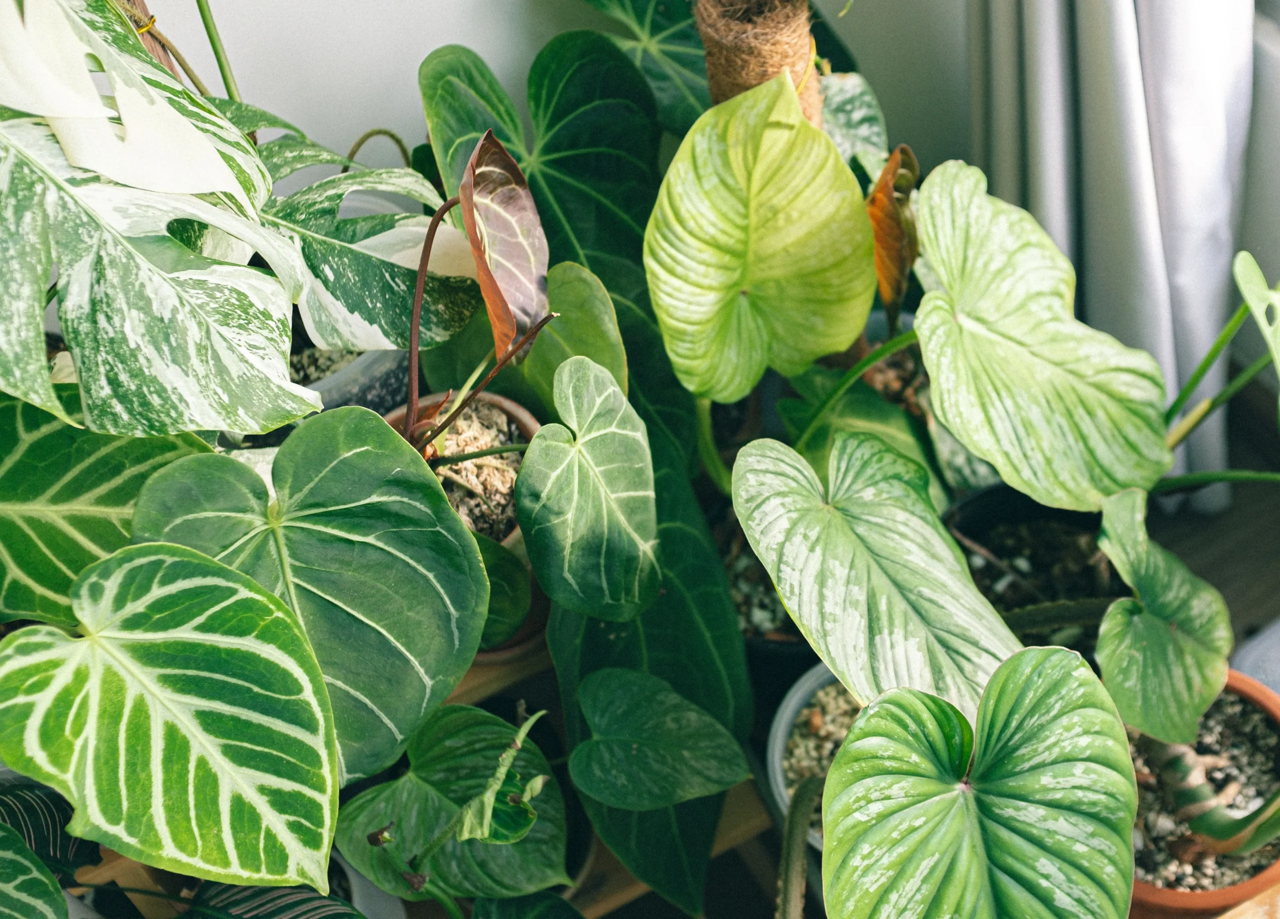 Collection de plantes d'intérieur suivie avec une application