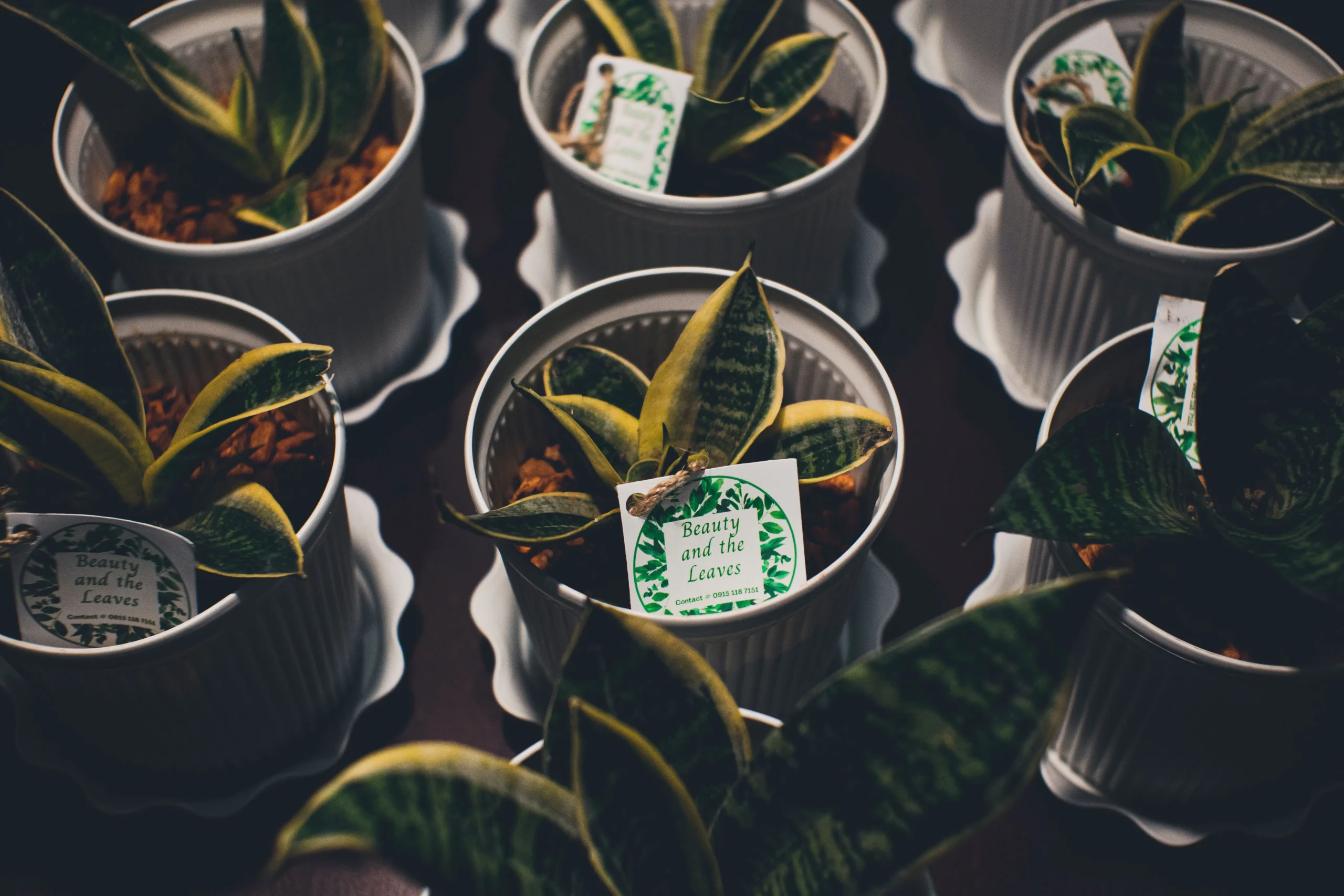 The Sill plant delivery