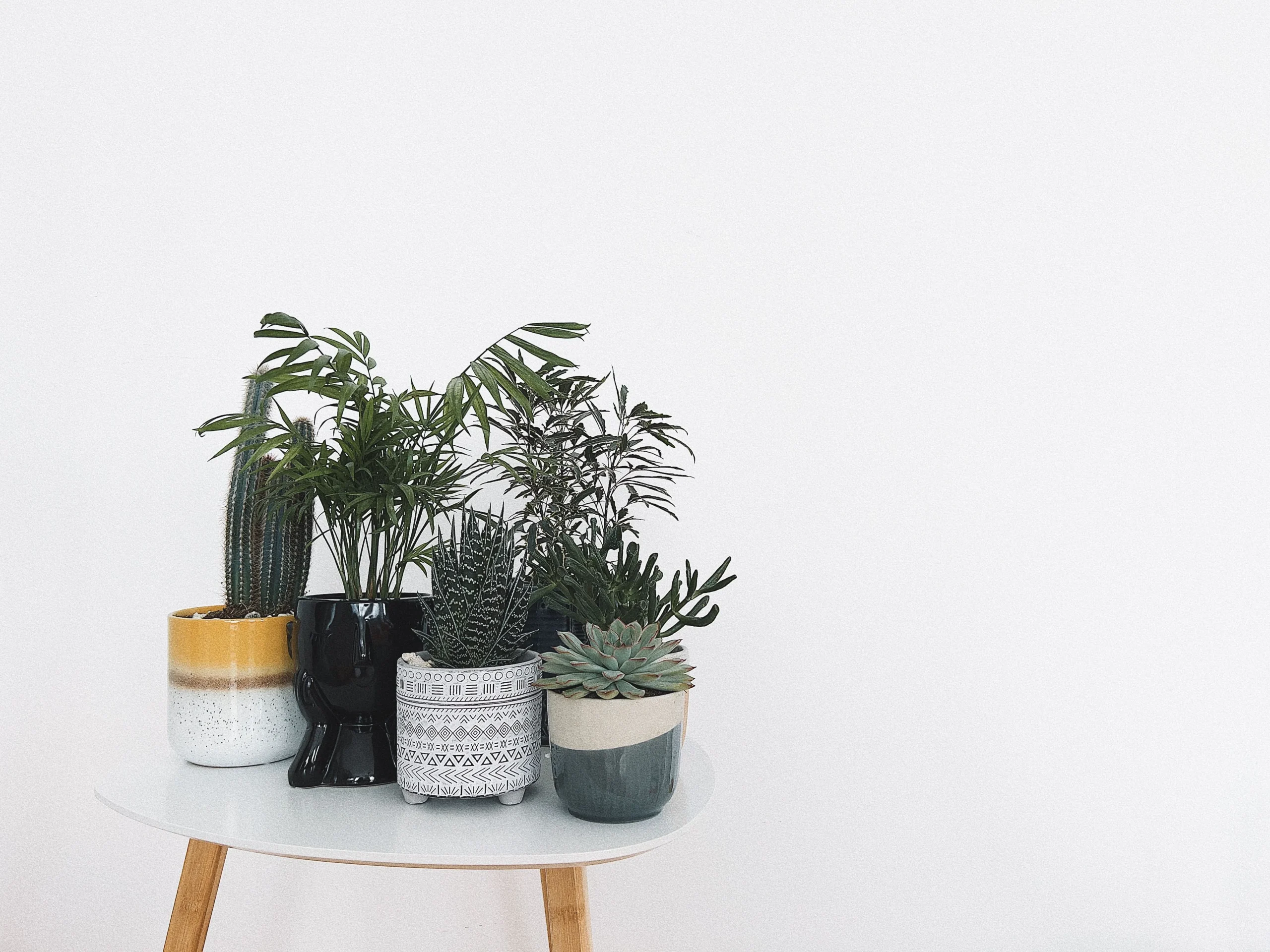 Cache-pot design pour plante d'intérieur dans un salon lumineux