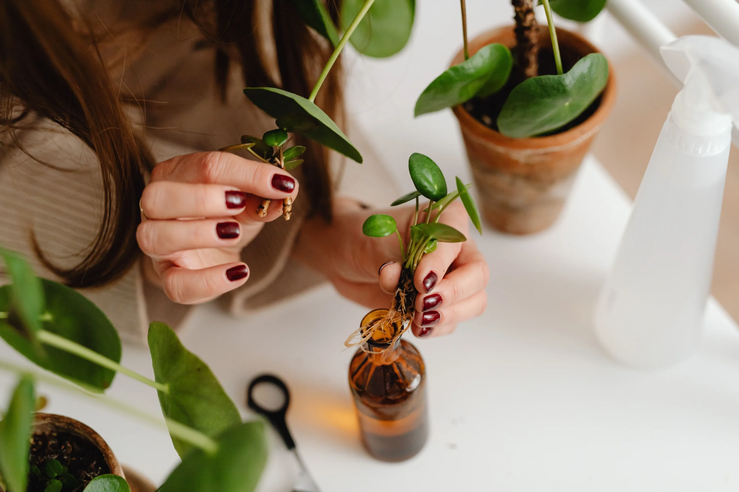 Rempotage d'une plante dans un pot éco-responsable