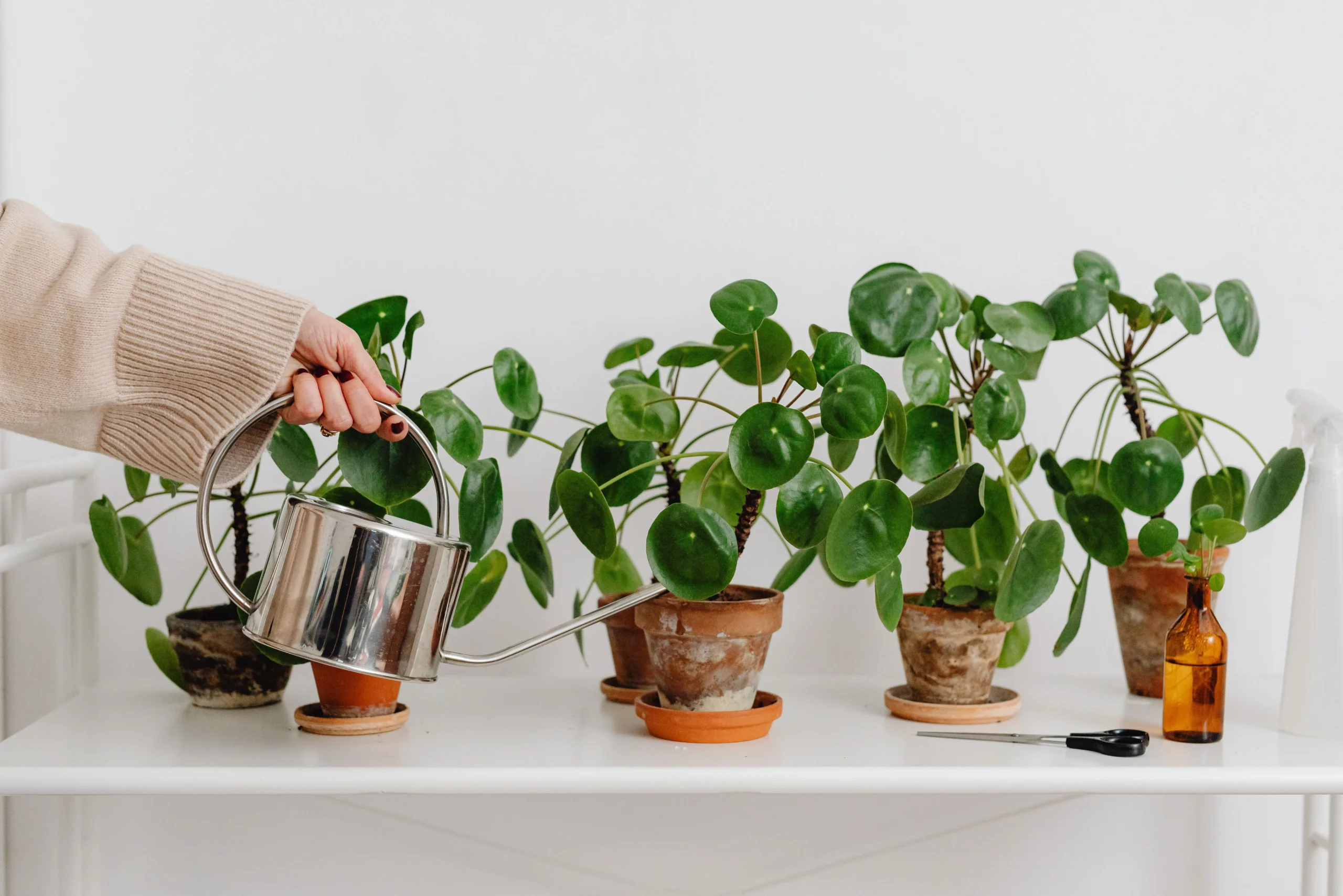 Arrosage d'une plante d'intérieur