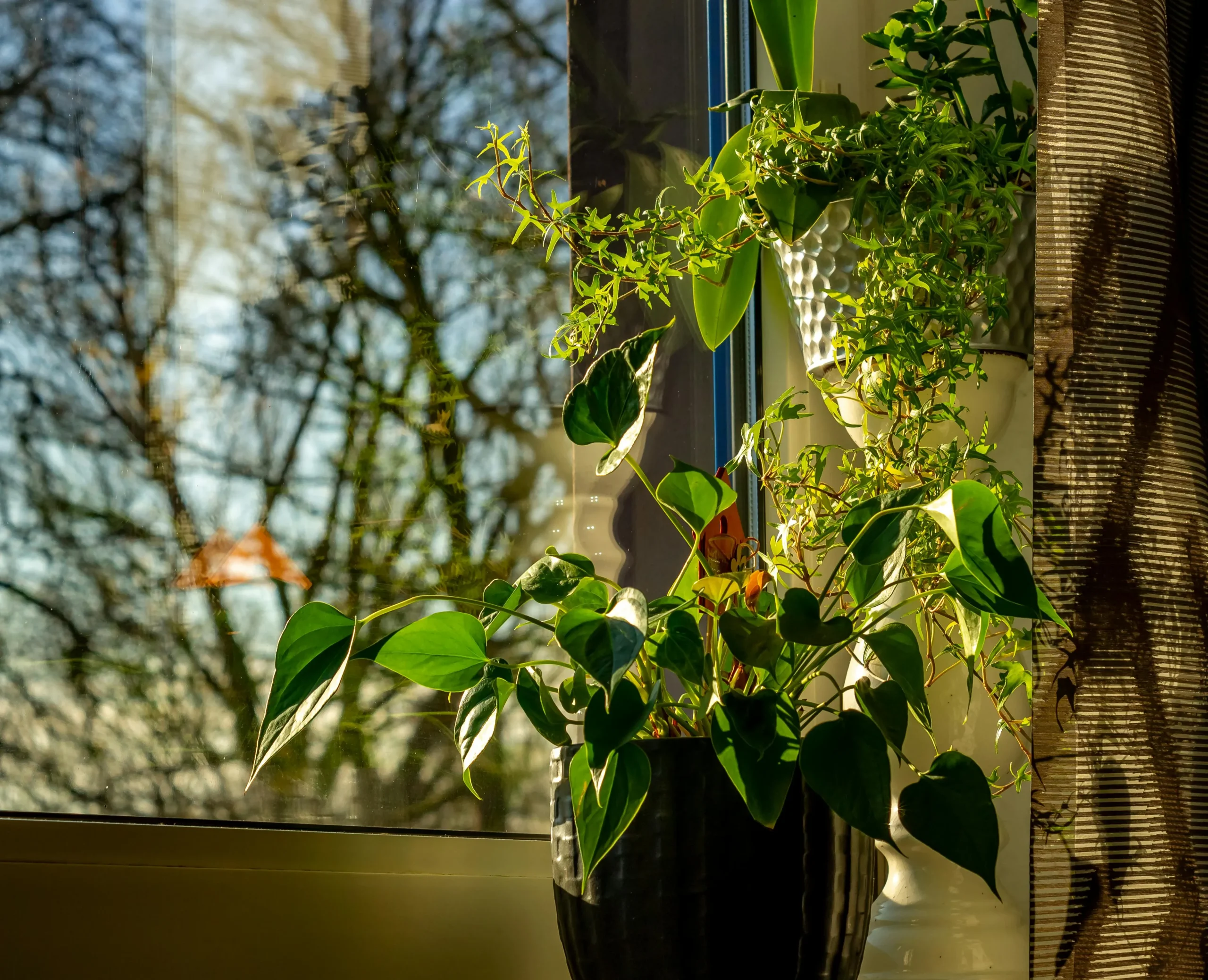 Mesurer la luminosité pour choisir la bonne plante d'intérieur