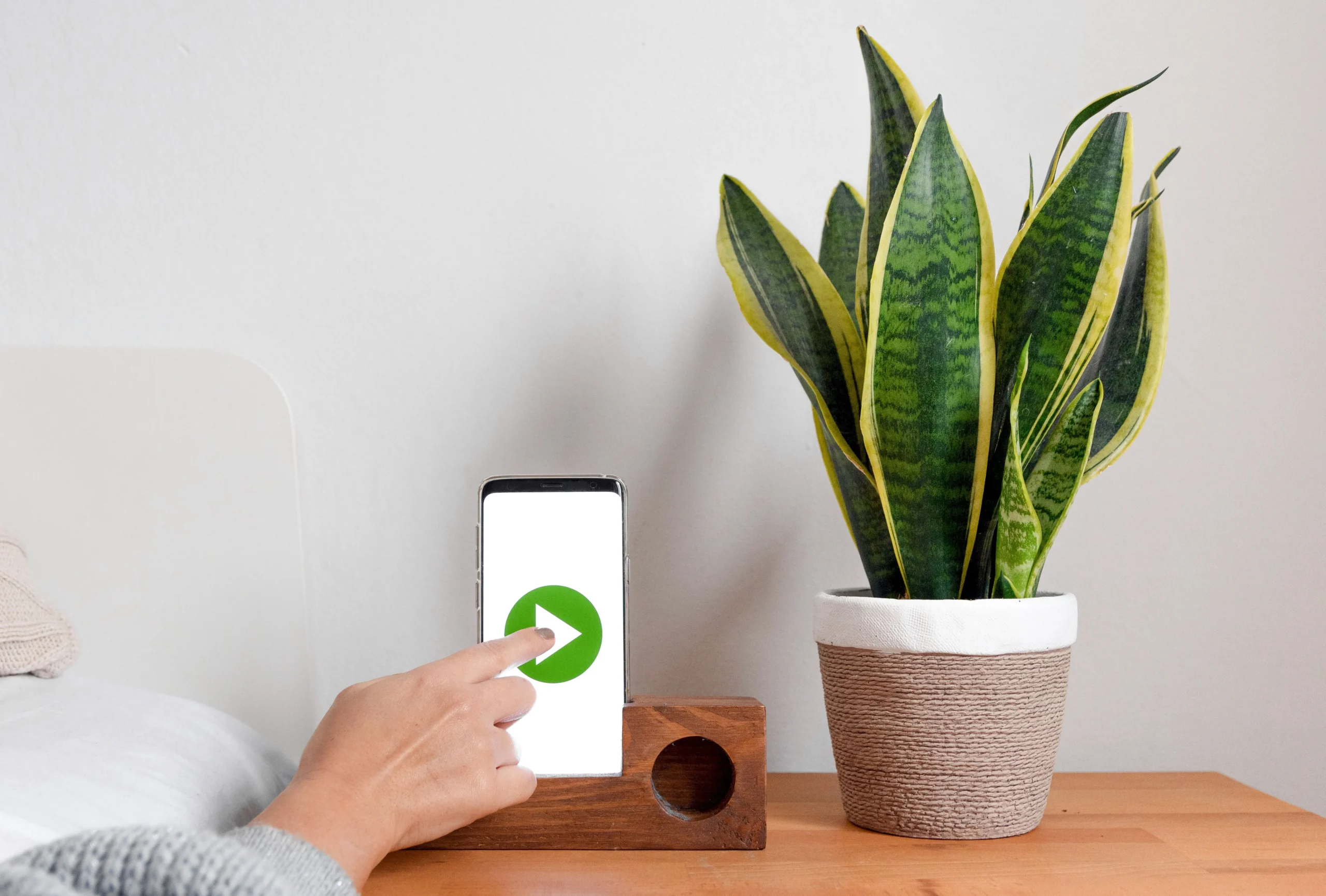 Sansevieria Dracaena trifasciata — langue de belle-mère