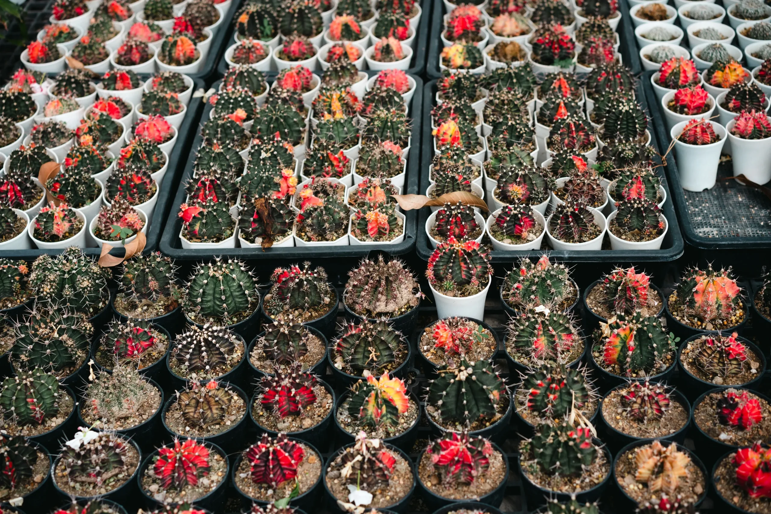 Petites plantes Jardiland - succulentes et aloe