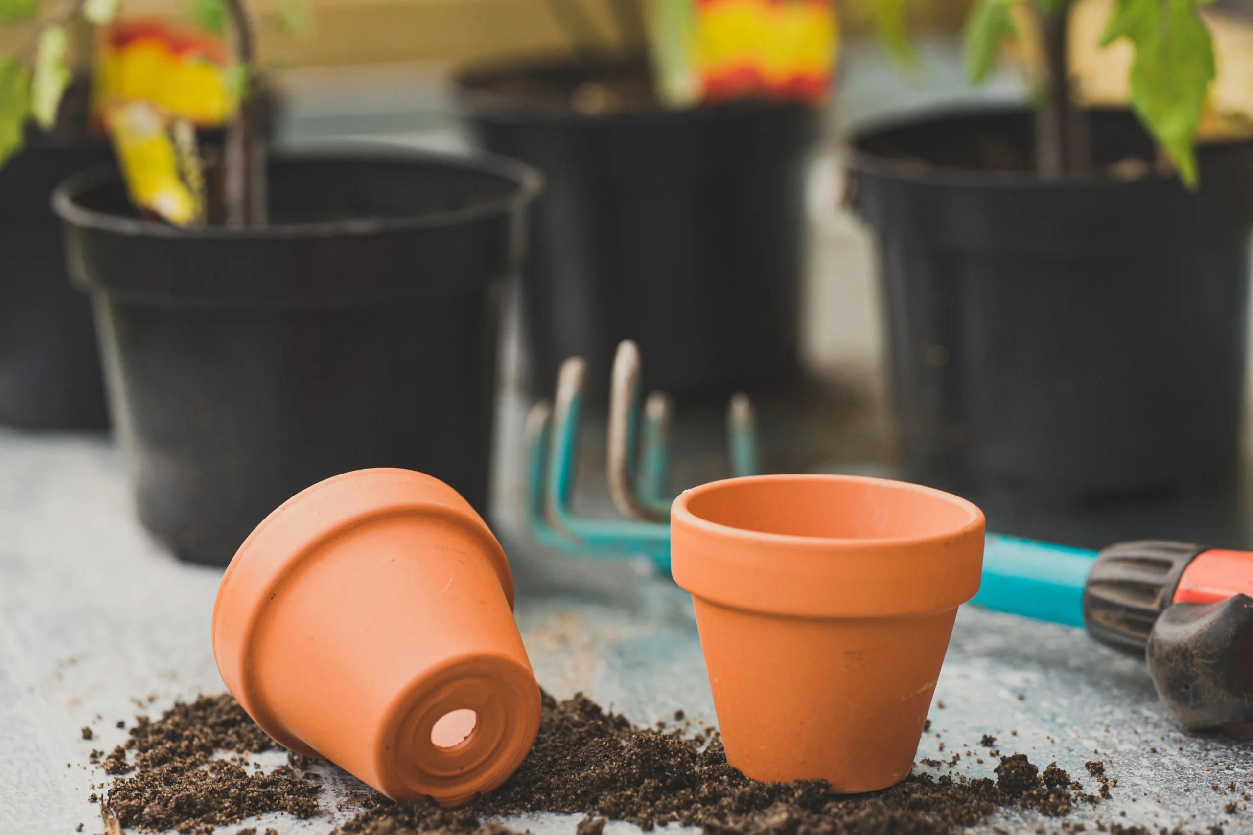 Terracotta pot for indoor plants