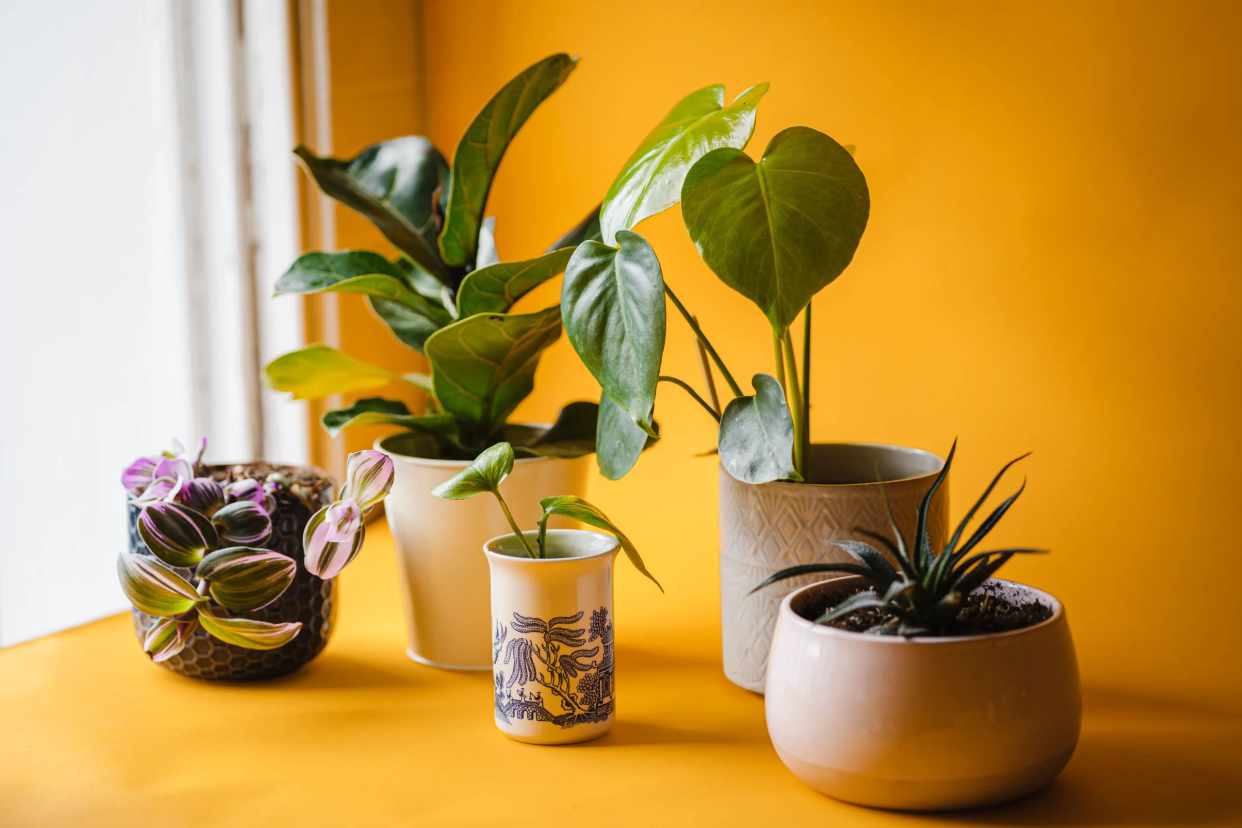 Collection de plantes d'intérieur accumulées grâce à l'abonnement Oh My Plant