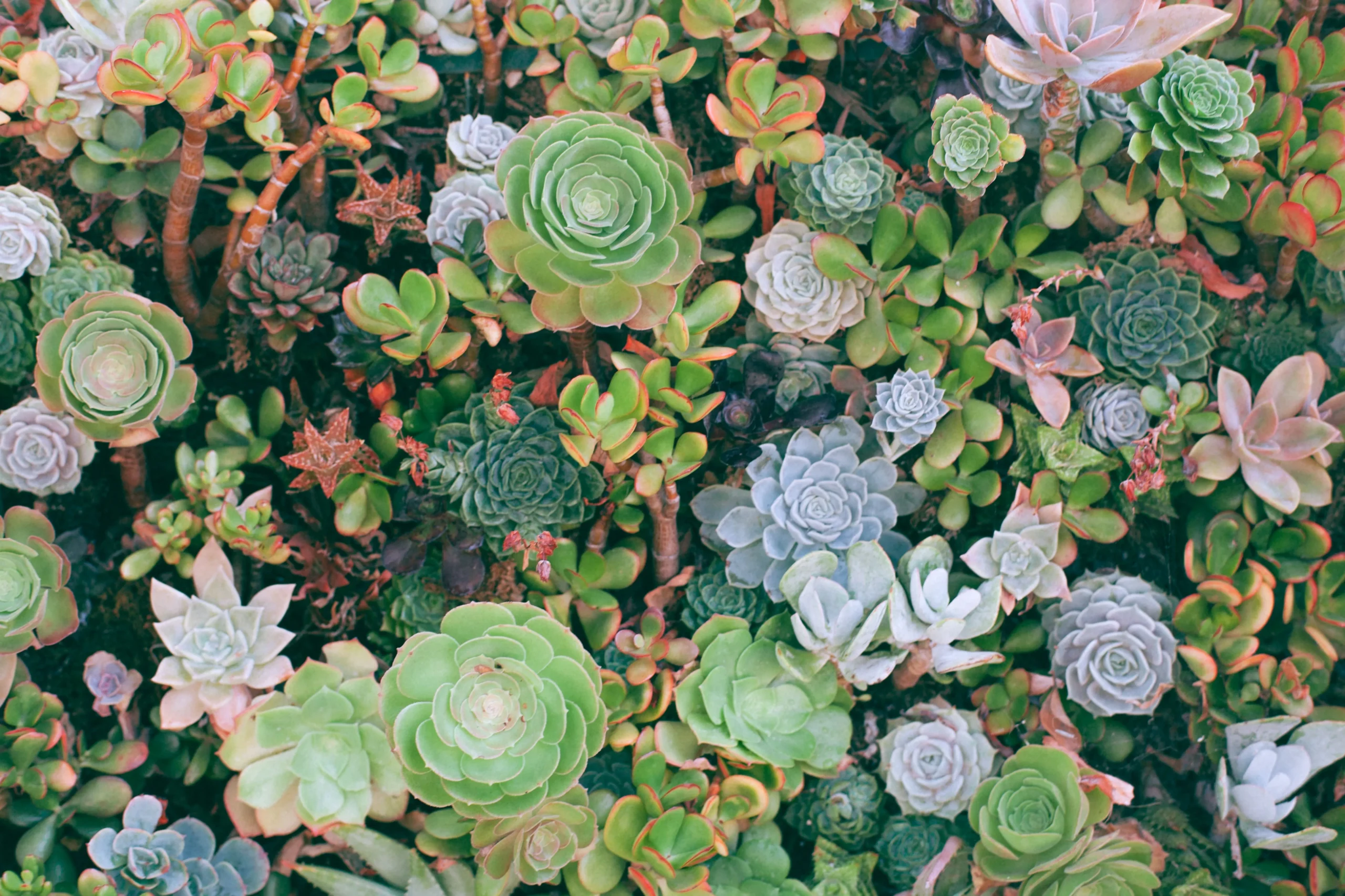 Lowe's small plants
