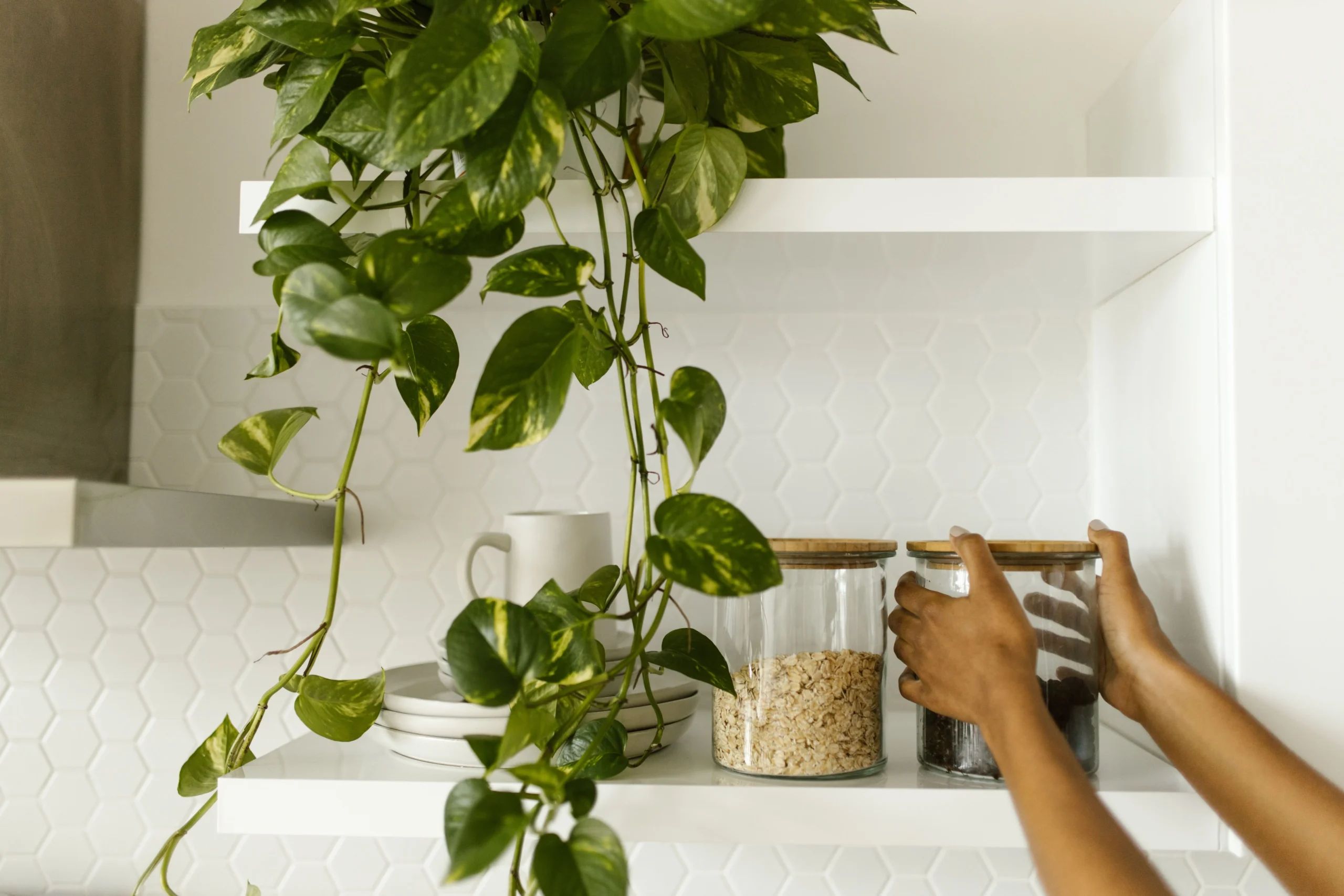 Pothos plante anti-stress d'intérieur
