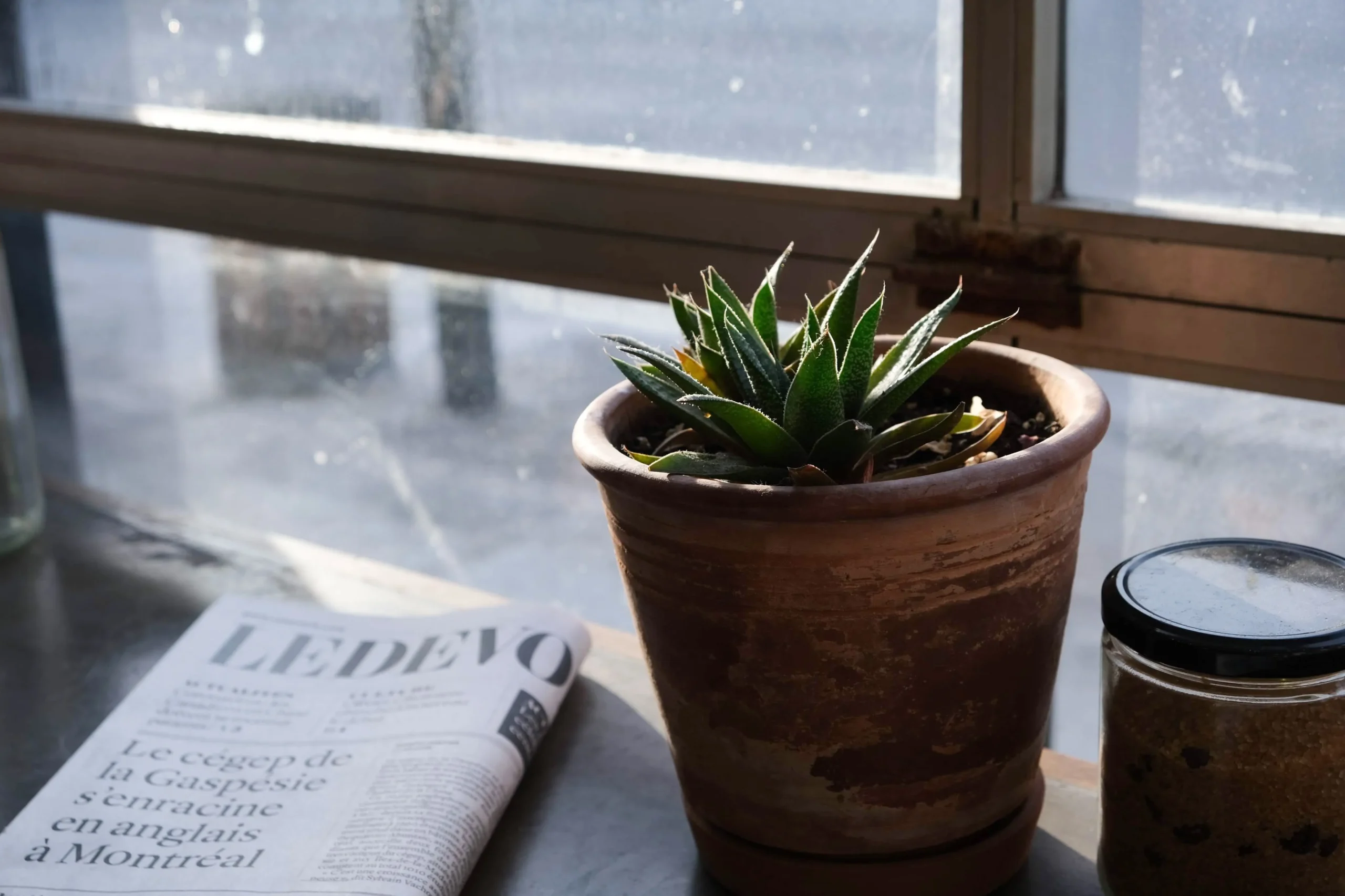 Aloe vera en pot dans une chambre