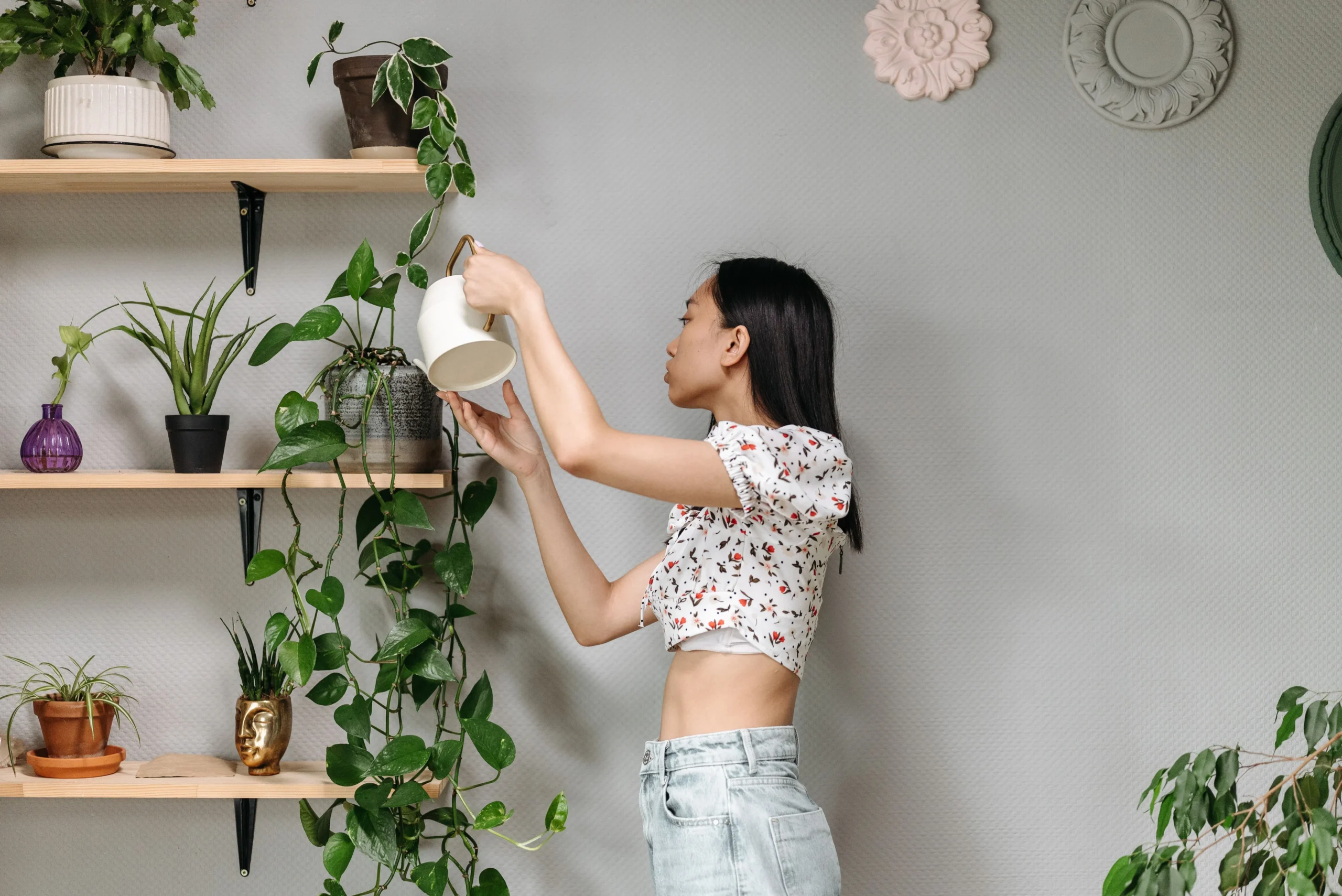 Plantes d'intérieur faciles pour débutants