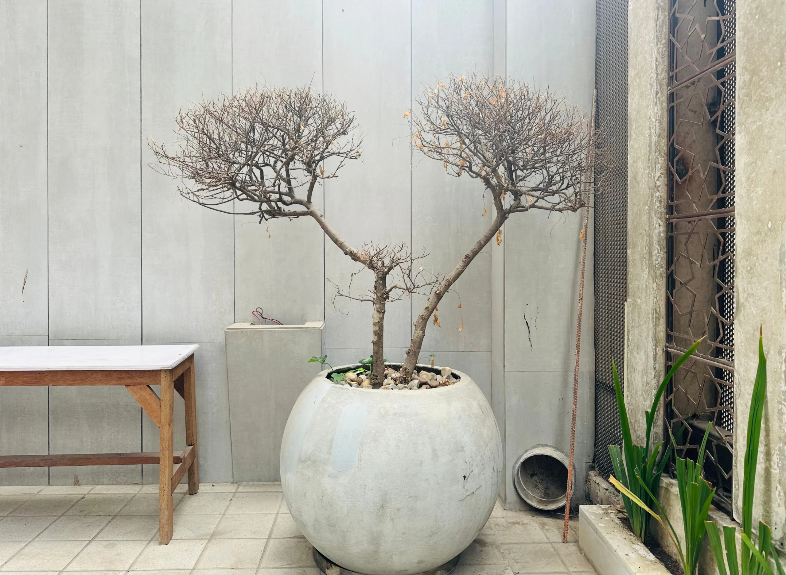 Pot en béton pour plante d'intérieur