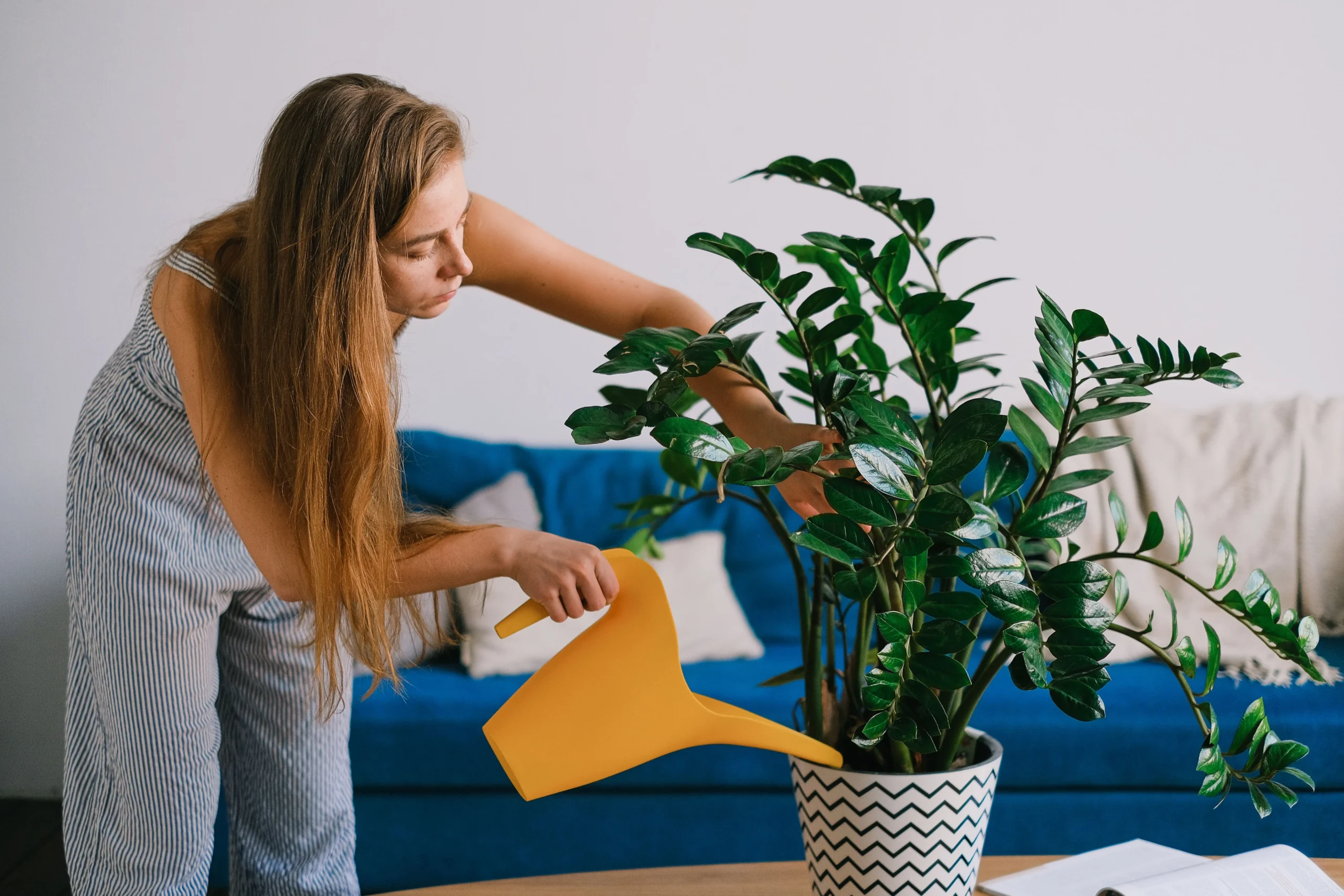 ZZ Plant Zamioculcas zamiifolia — plante zéro entretien
