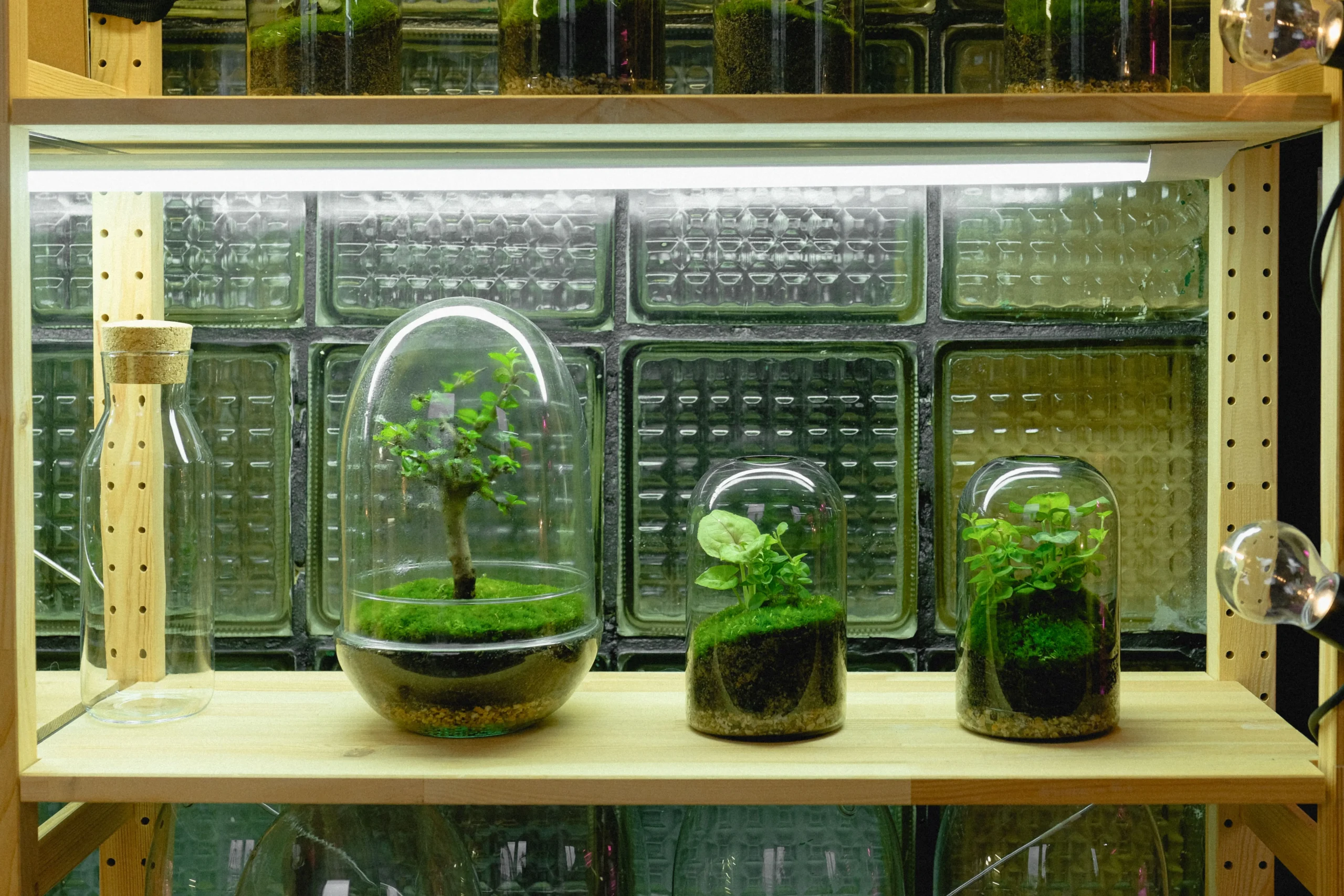 Plante d'intérieur devant une fenêtre lumineuse