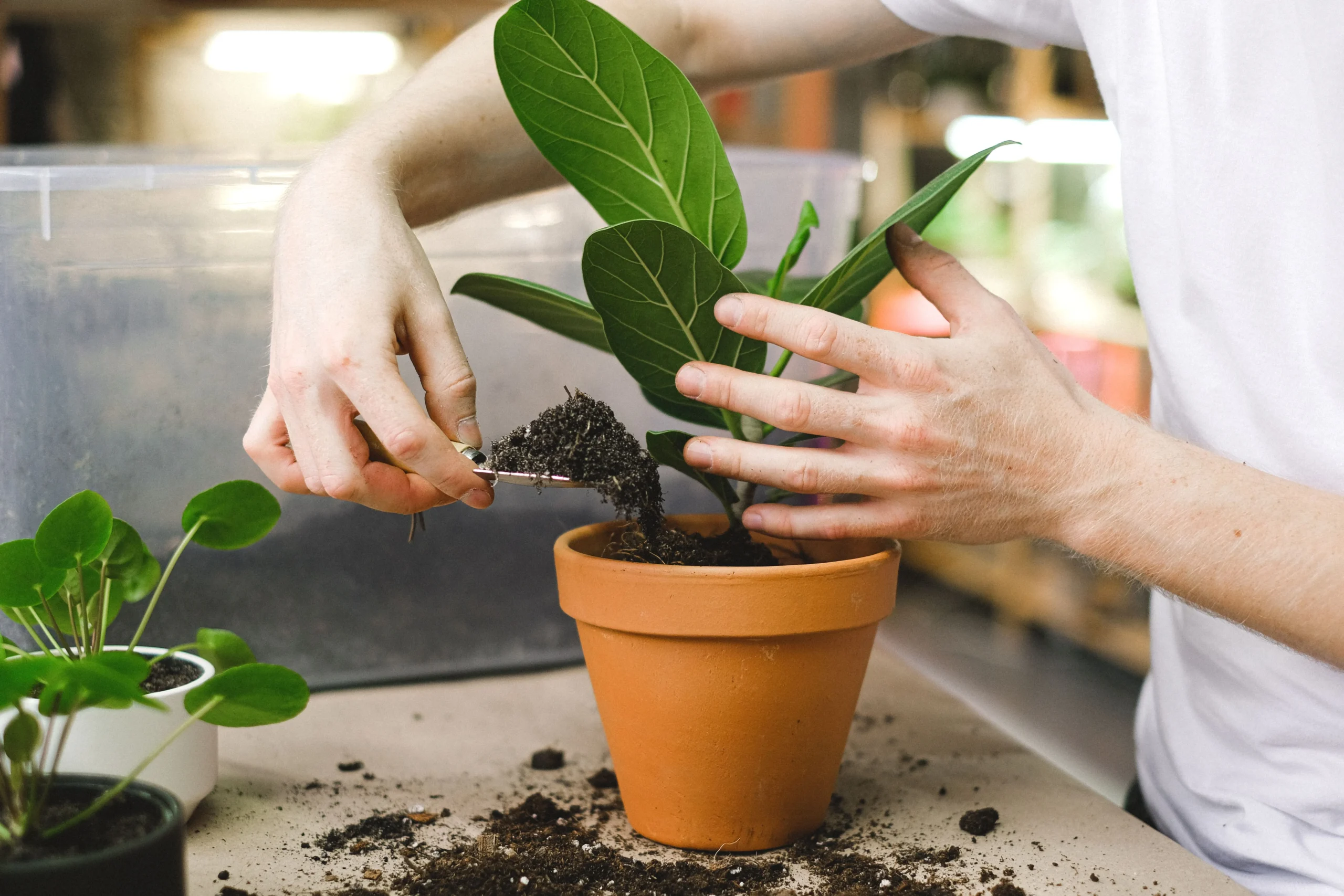 Perlite horticole