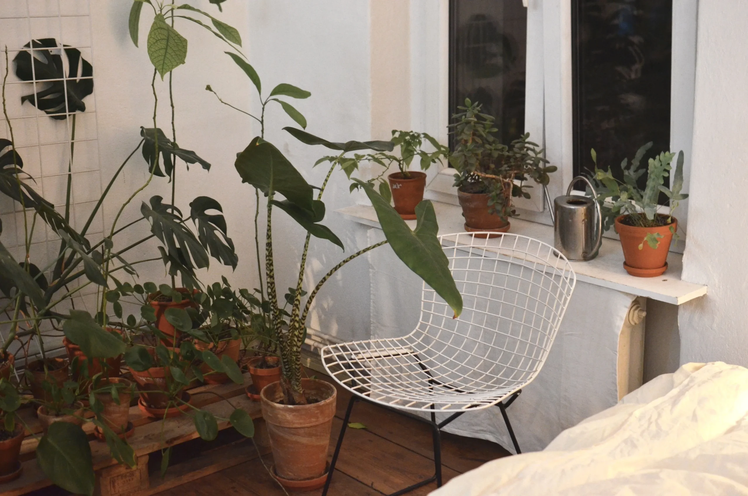 Window greenhouse and hallway with plants