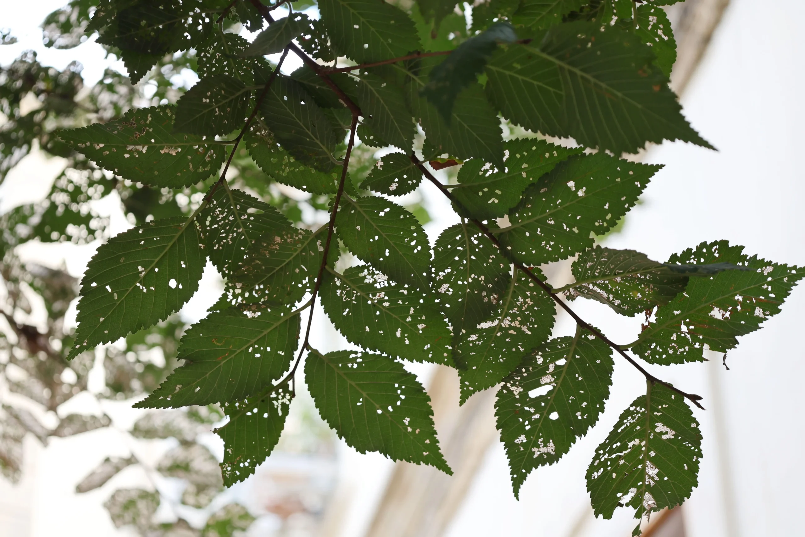 Premiers signes de maladie plantes d'intérieur