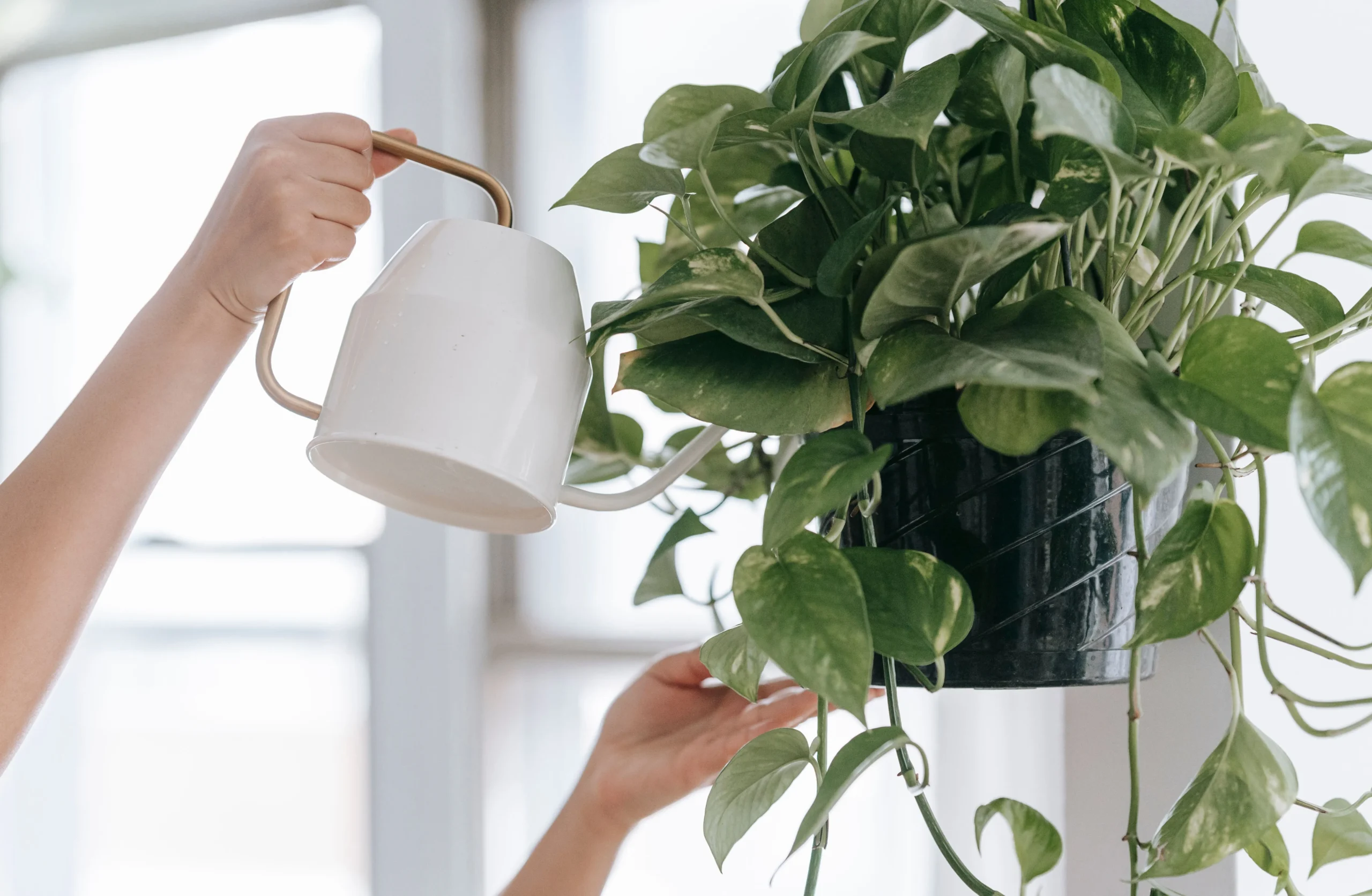 Pothos Epipremnum aureum — plante facile débutant