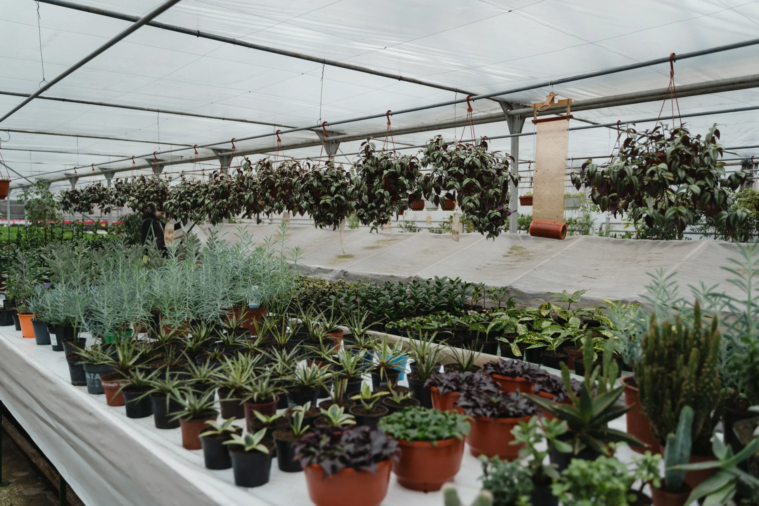 Costa Farms plant