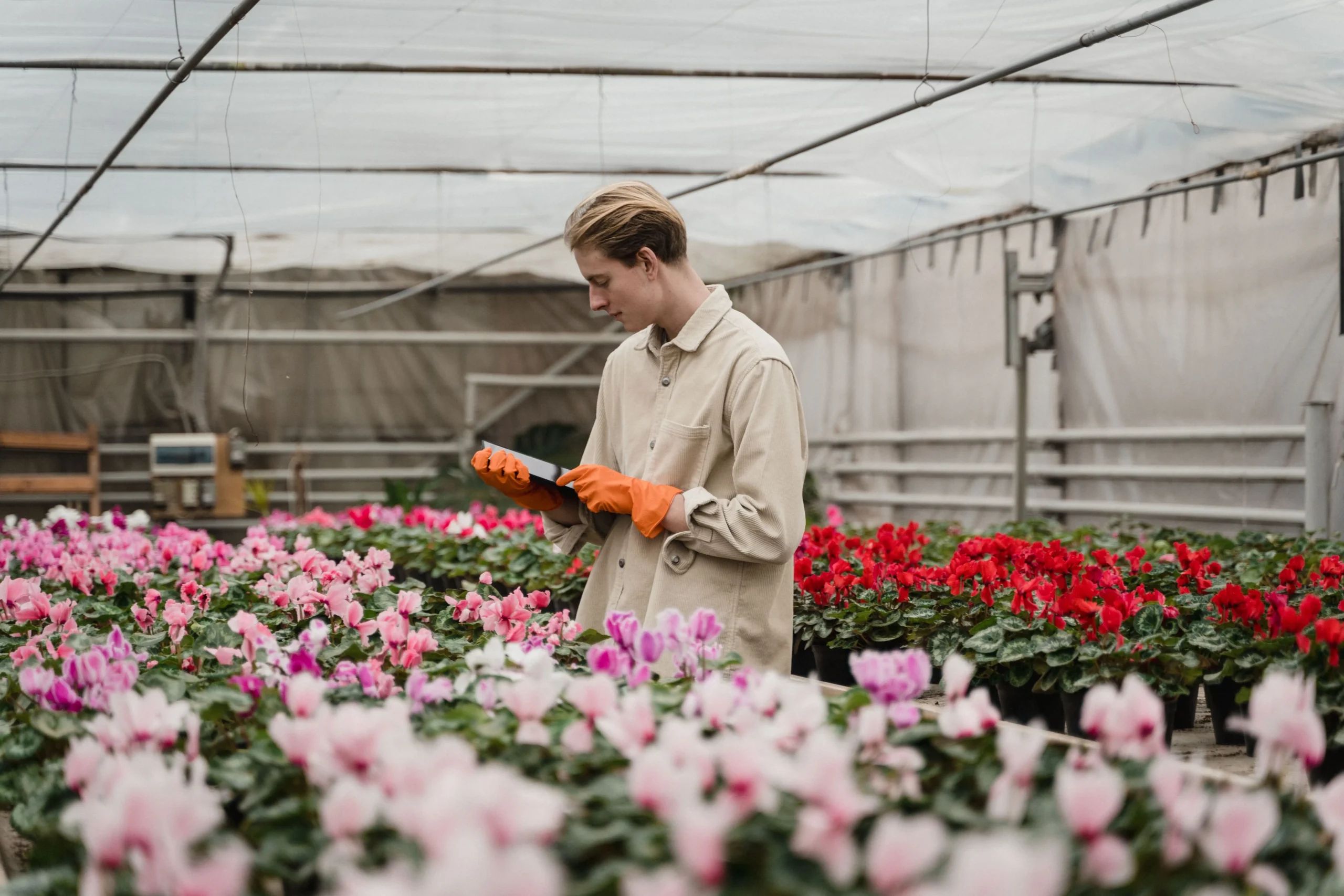Identification d'une plante avec un smartphone