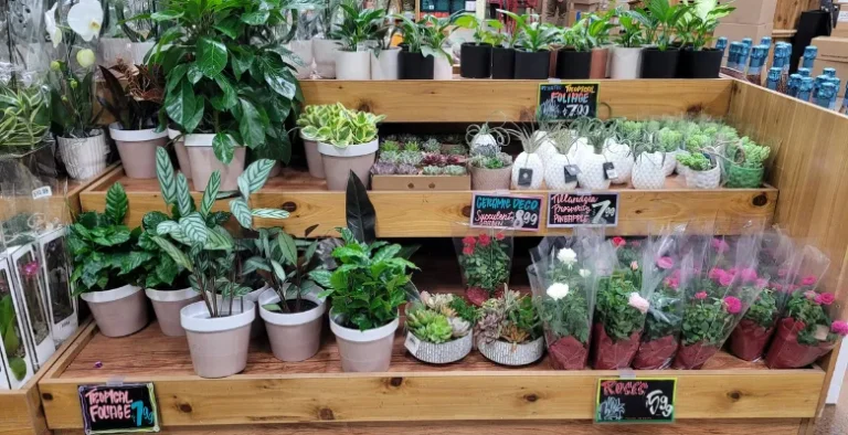 Top 5 meilleures boutiques de plantes en ligne  — comparatif honnête 2026