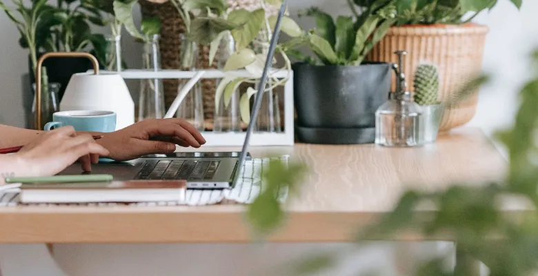 Plante de bureau Sansevieria